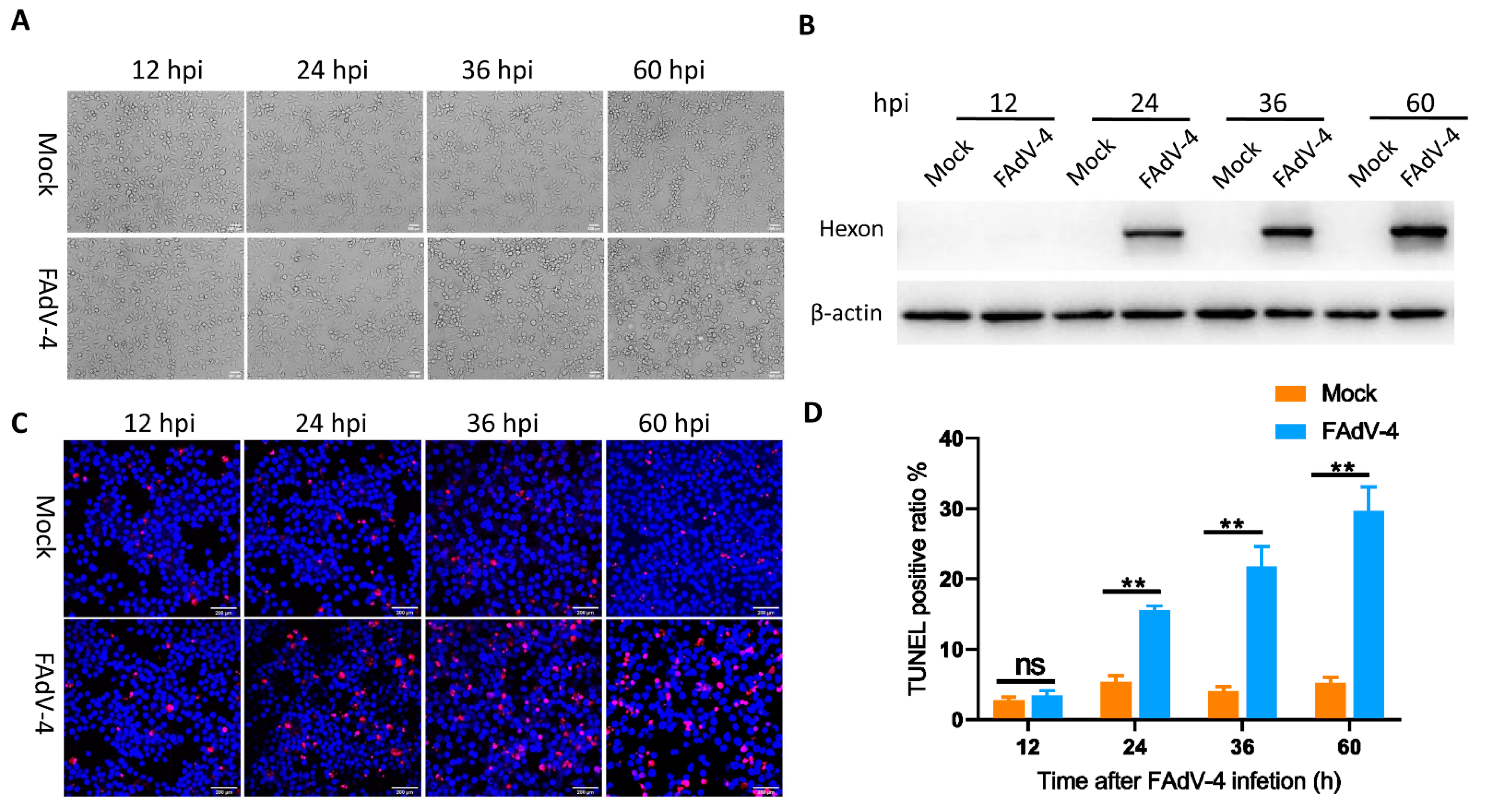 Viruses 13 01623 g001