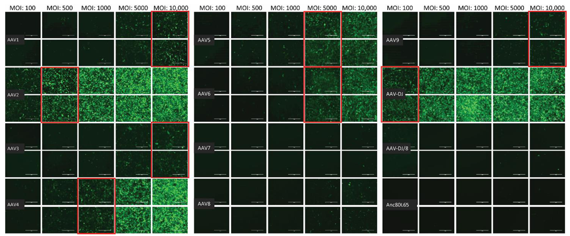 Viruses 13 01636 g003