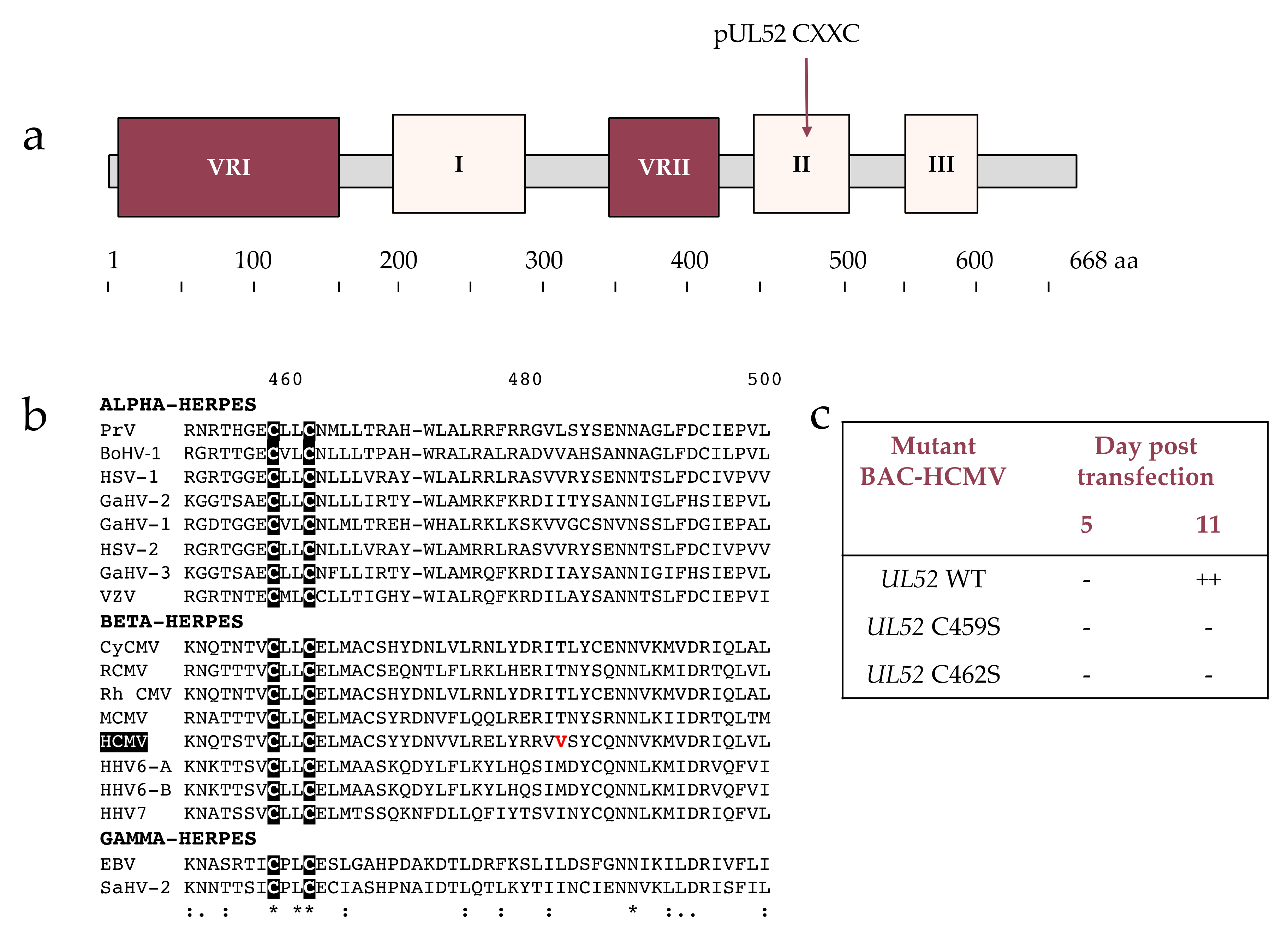 Viruses 13 01638 g004