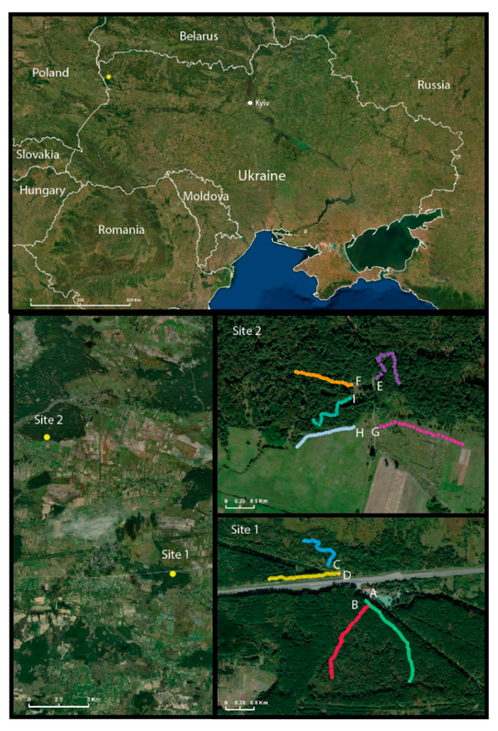 Viruses 13 01640 g001