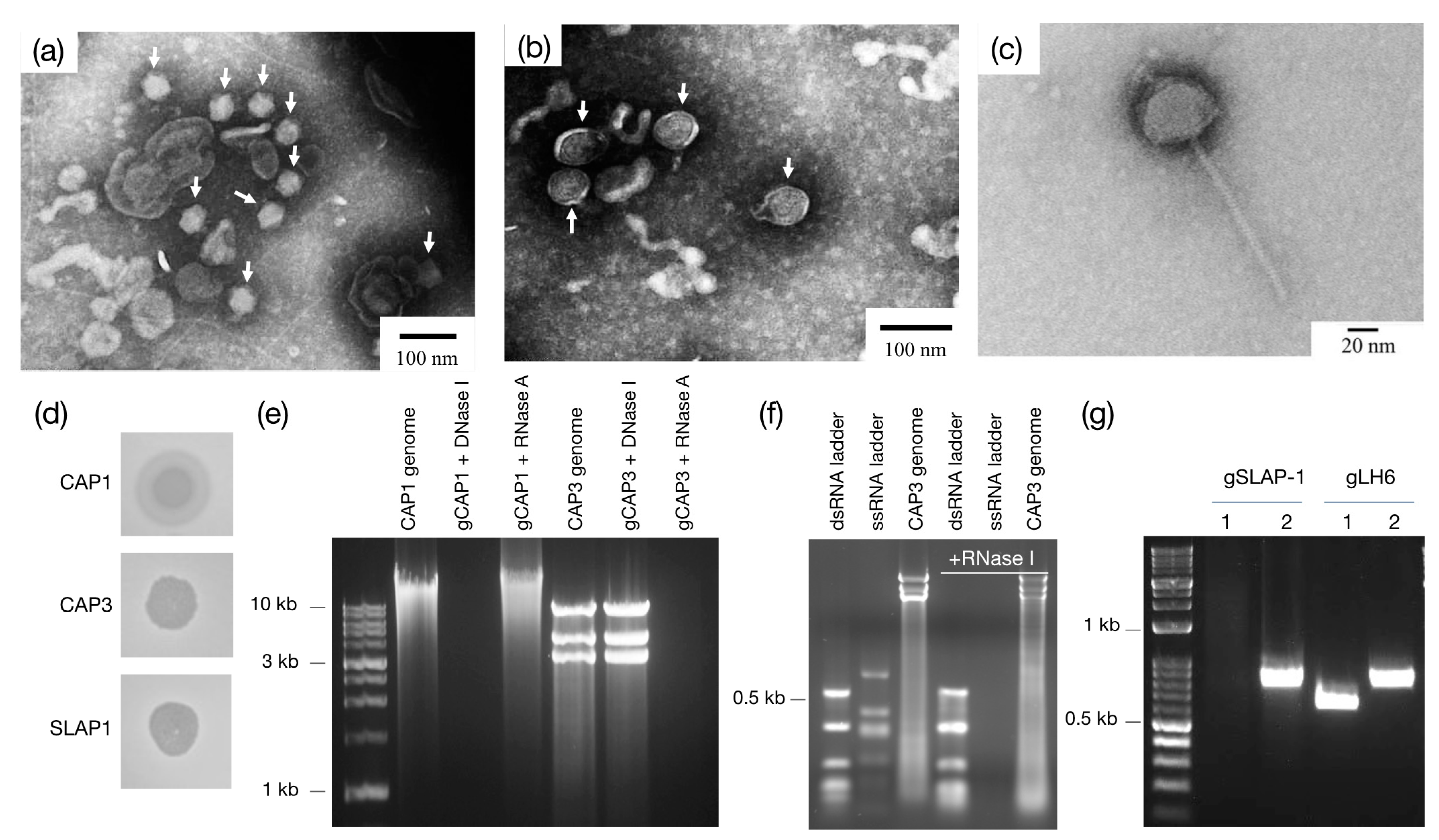 Viruses 13 01652 g002