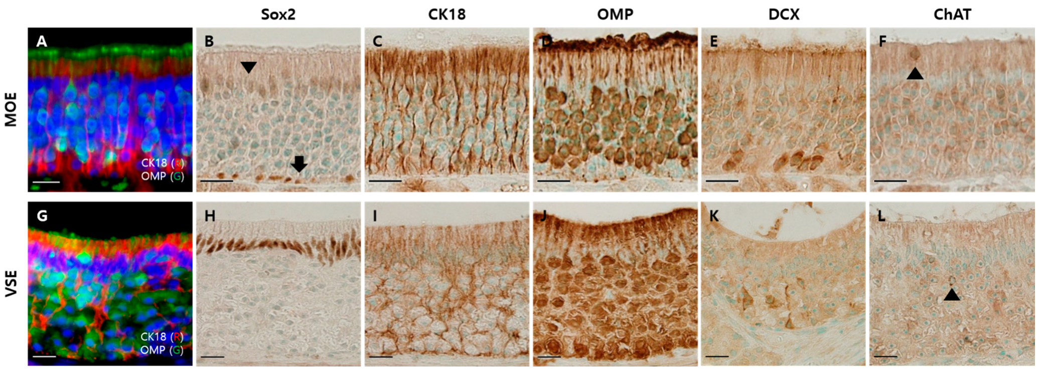 Viruses 13 01653 g001