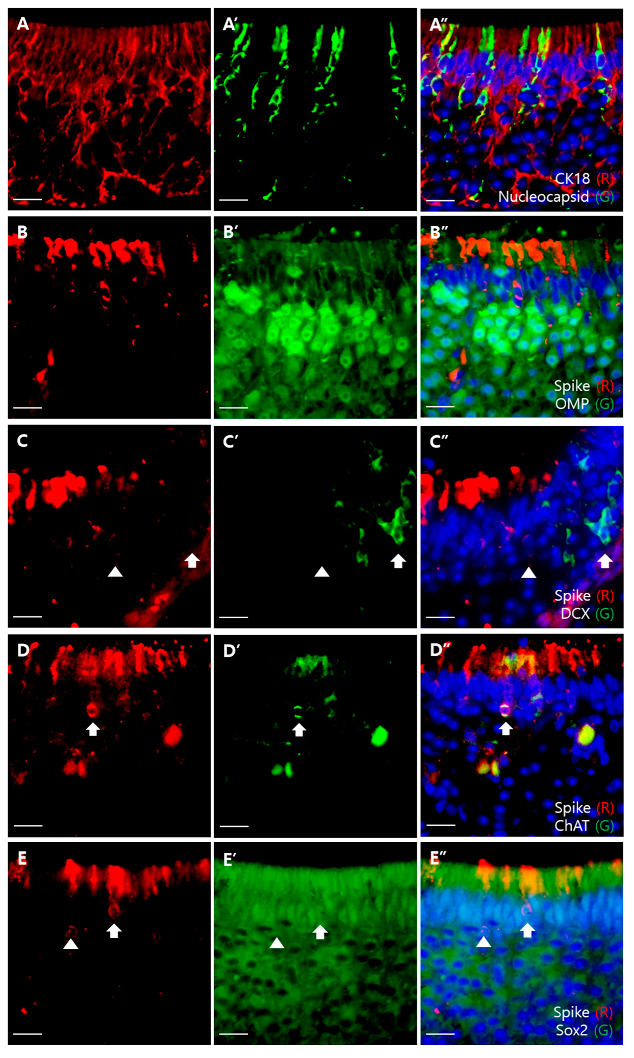 Viruses 13 01653 g004