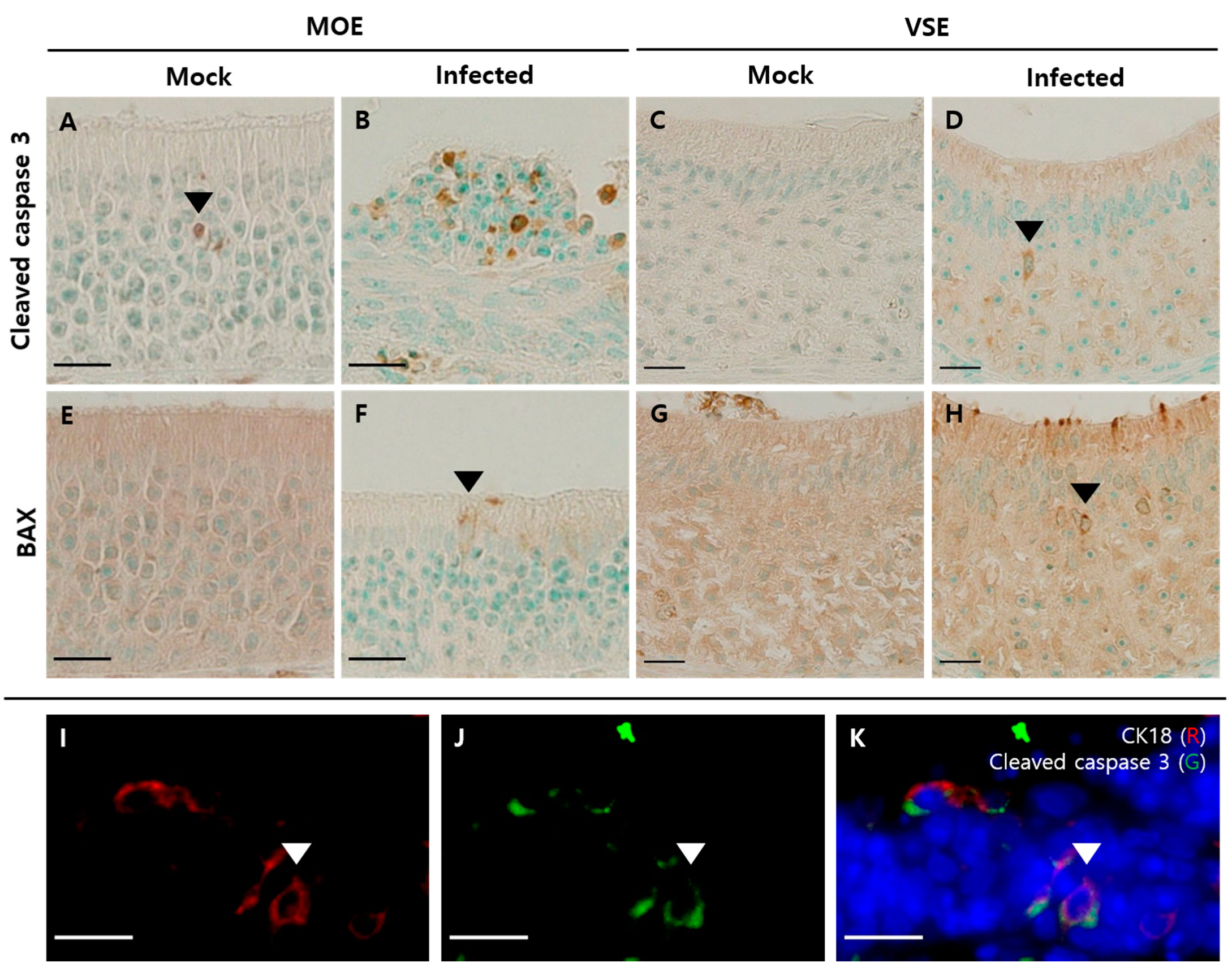 Viruses 13 01653 g007