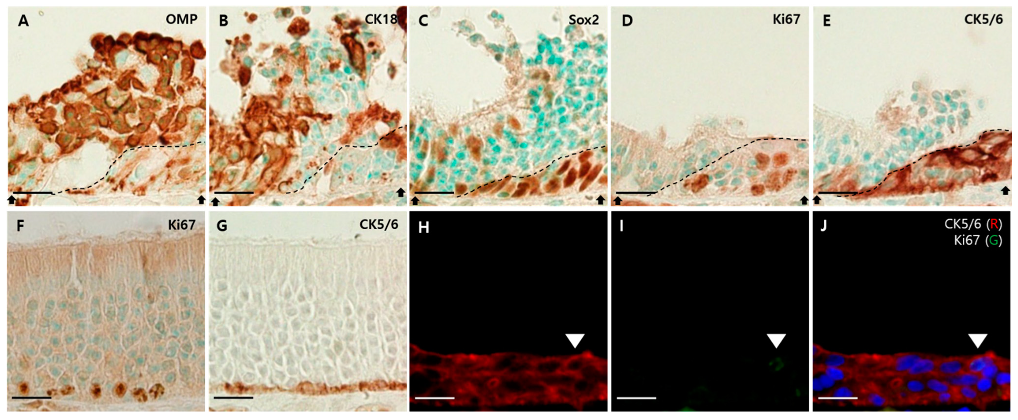 Viruses 13 01653 g008