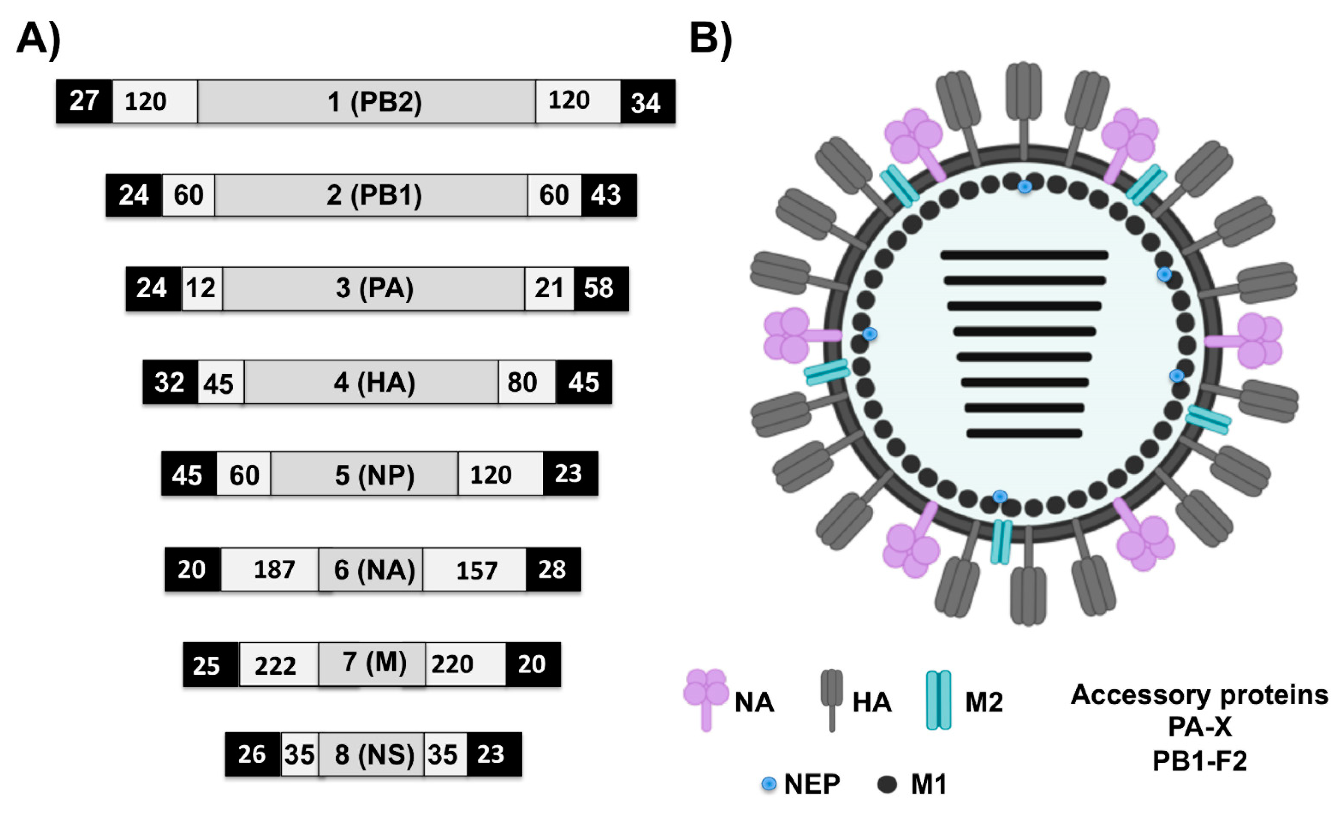 Viruses 13 01657 g003 Viruses 13 01657 g003
