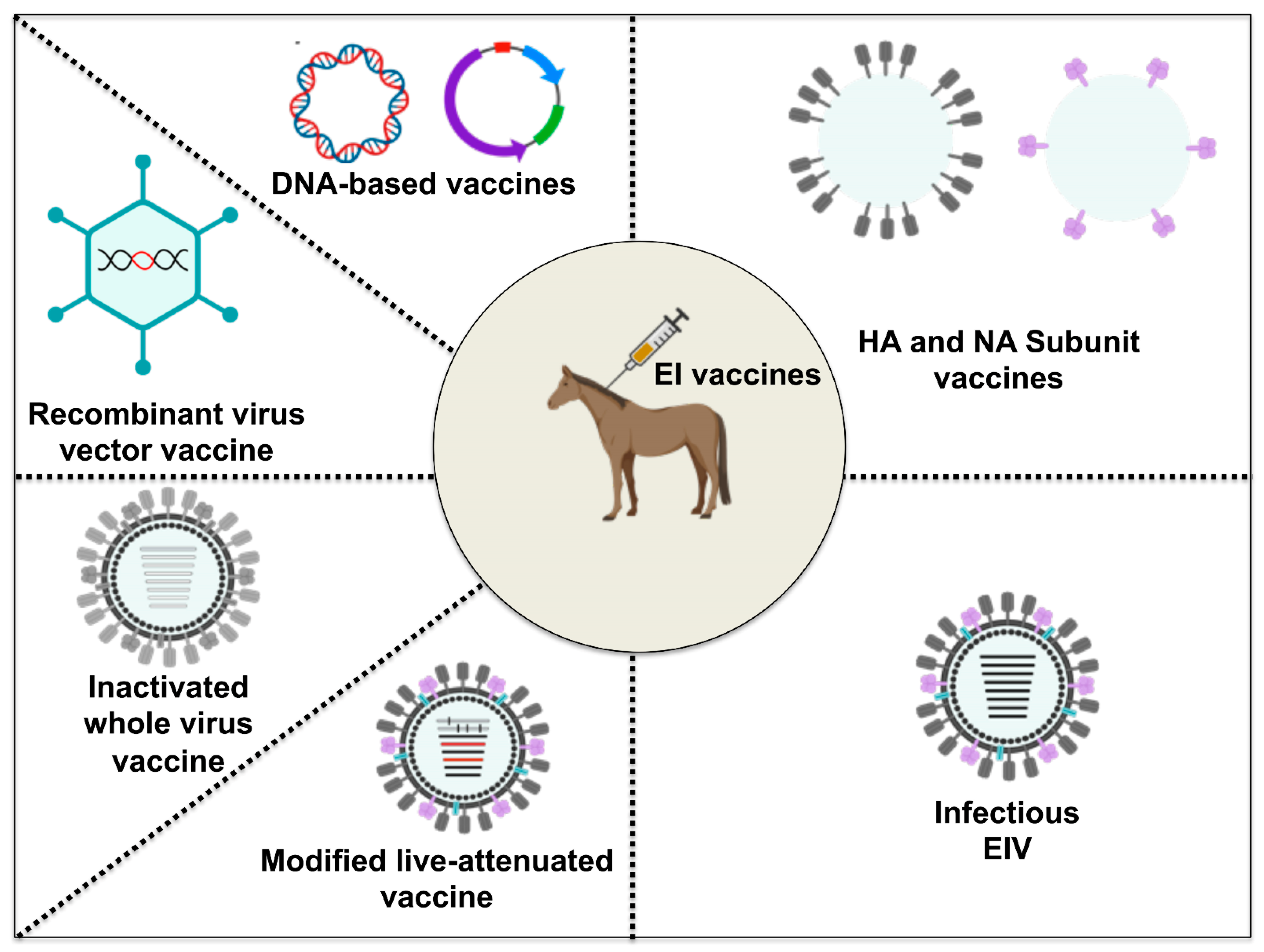 Viruses 13 01657 g005 Viruses 13 01657 g005