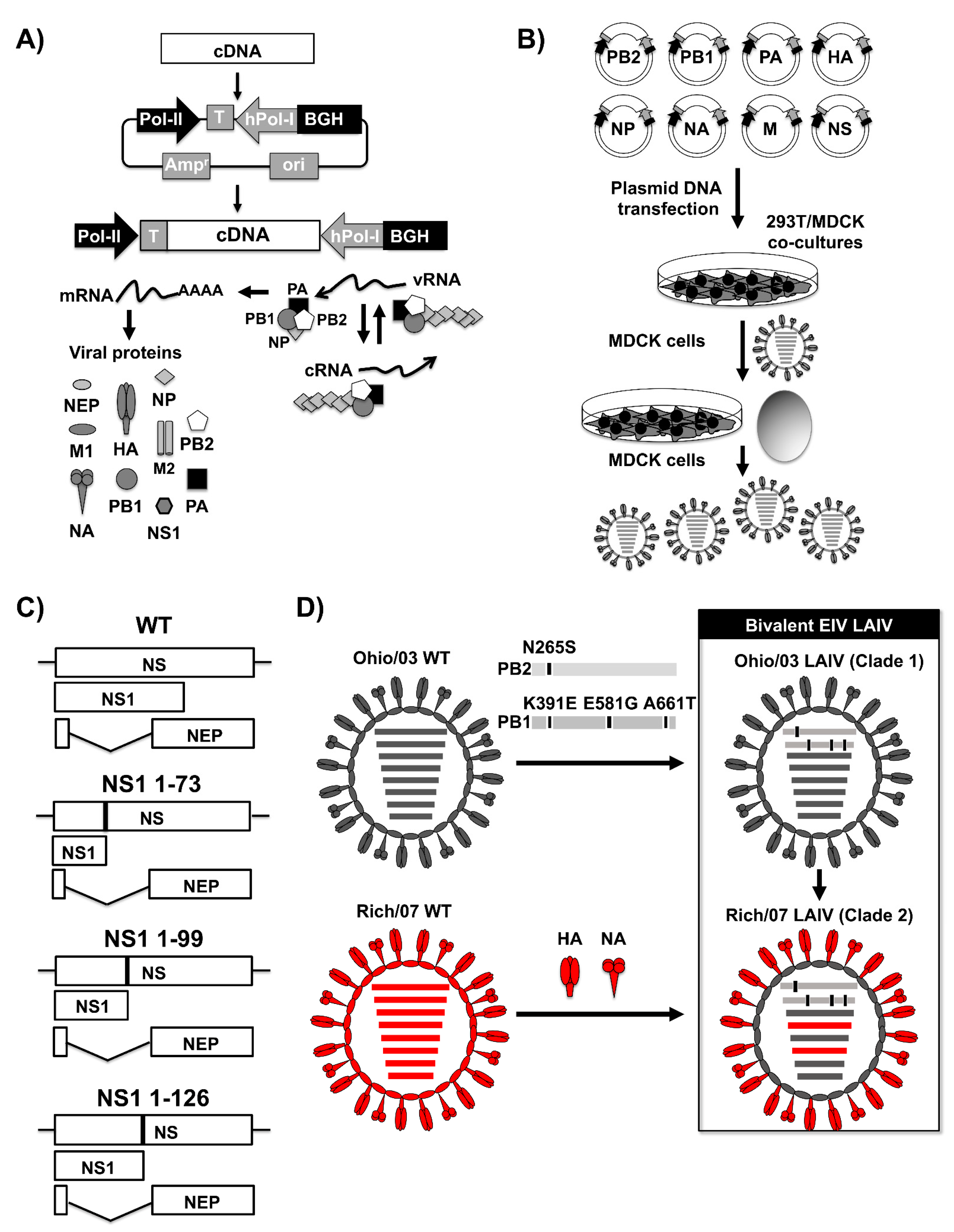 Viruses 13 01657 g006 Viruses 13 01657 g006