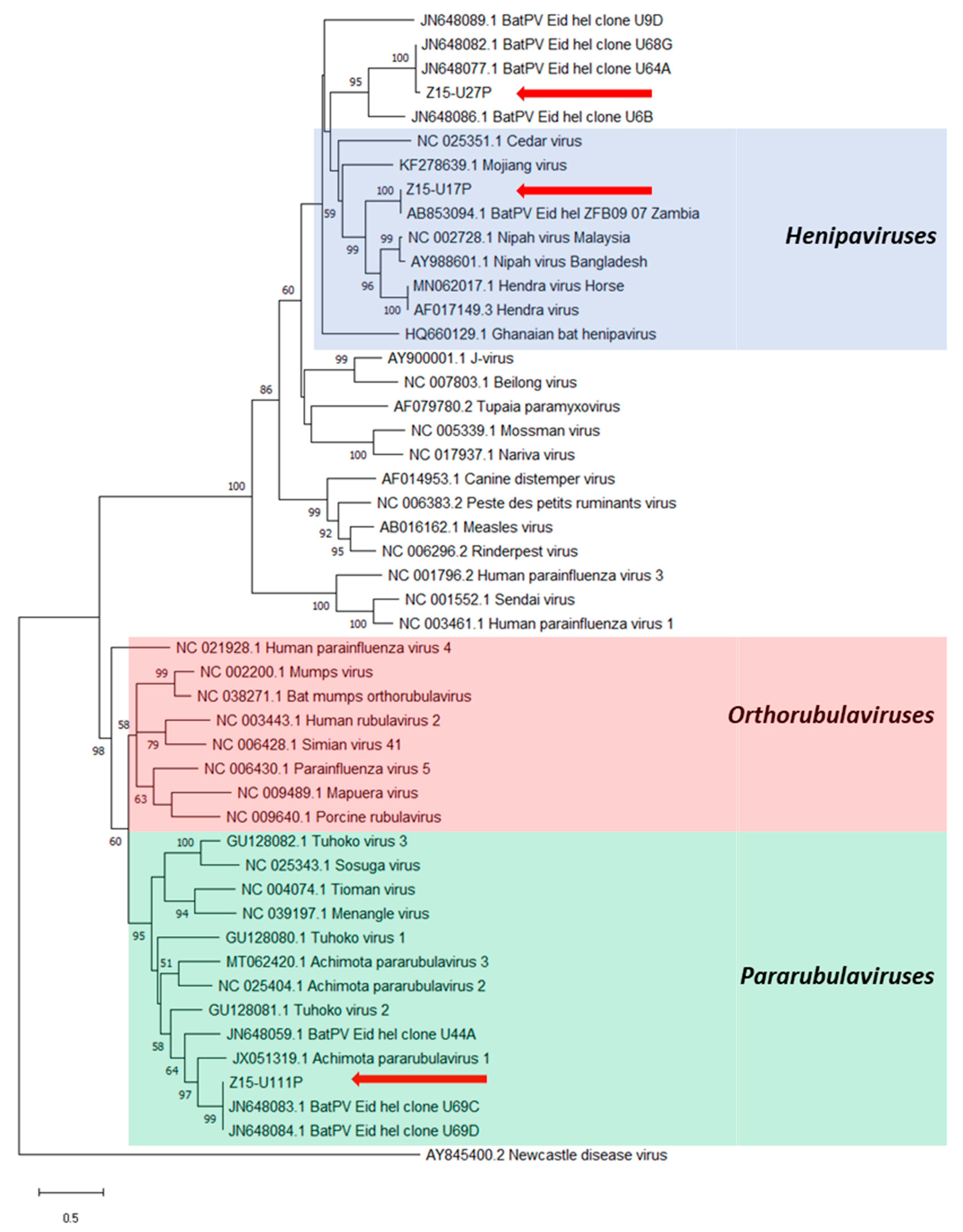 Viruses 13 01659 g003