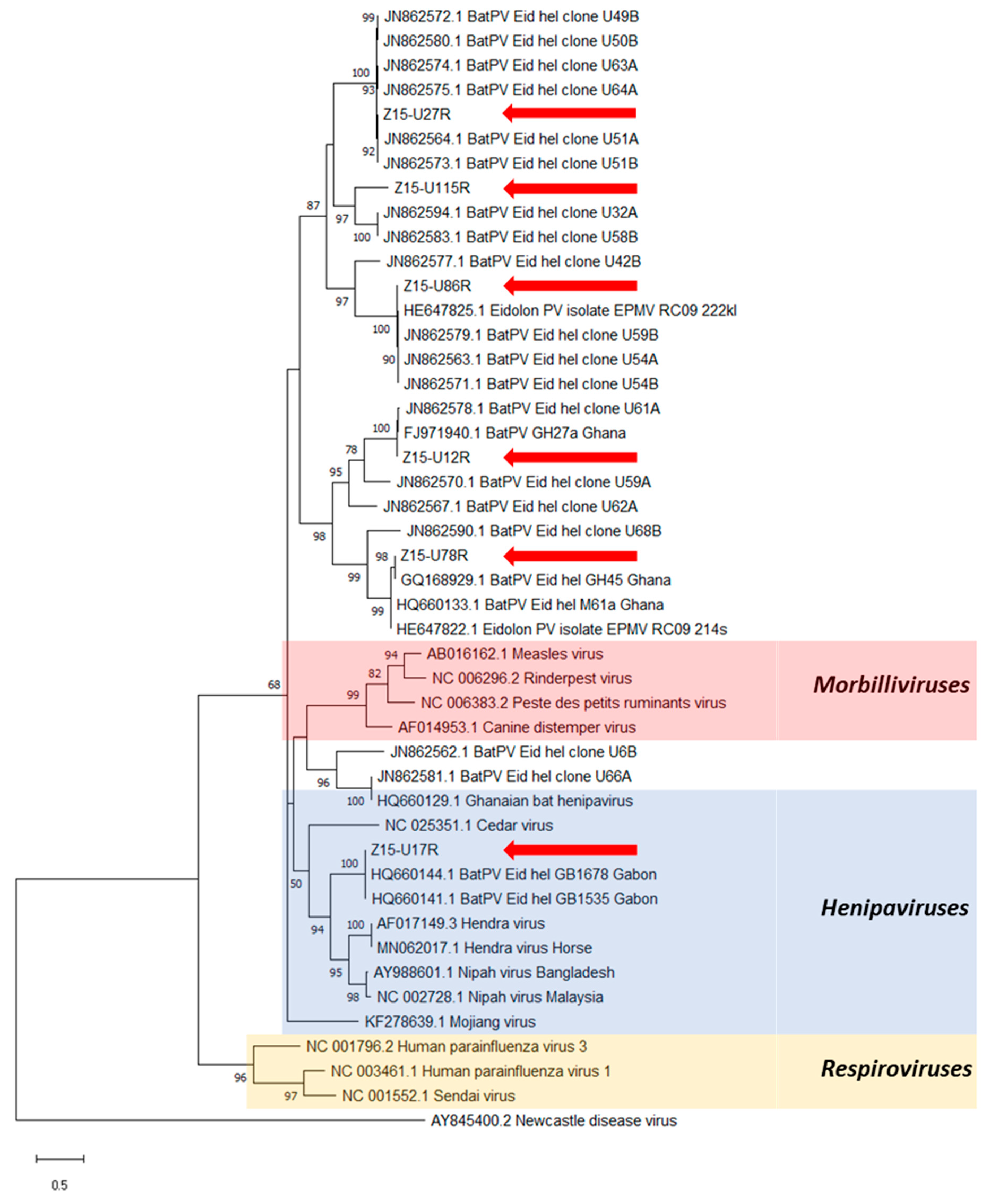 Viruses 13 01659 g004