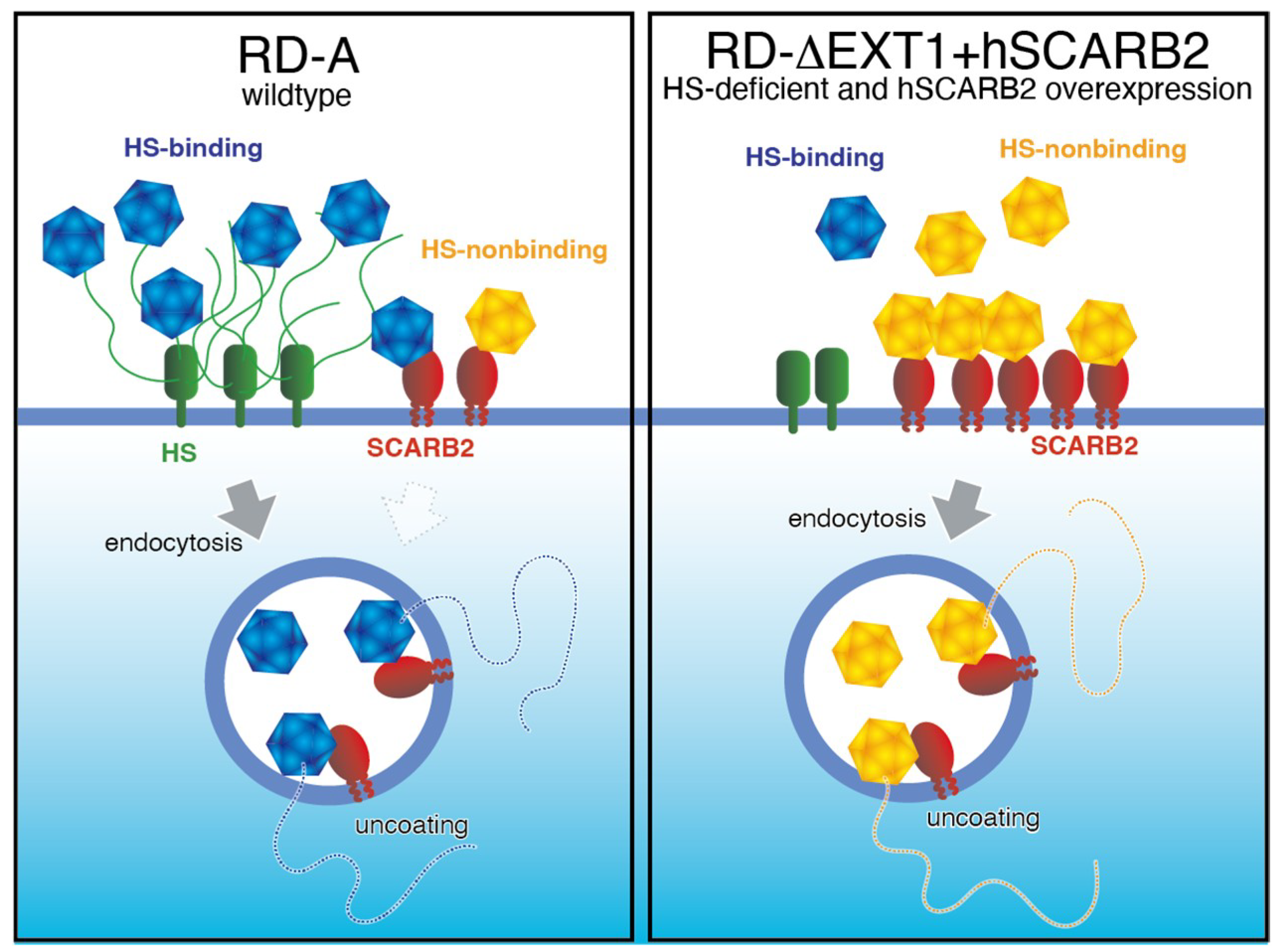 Viruses 13 01661 g001