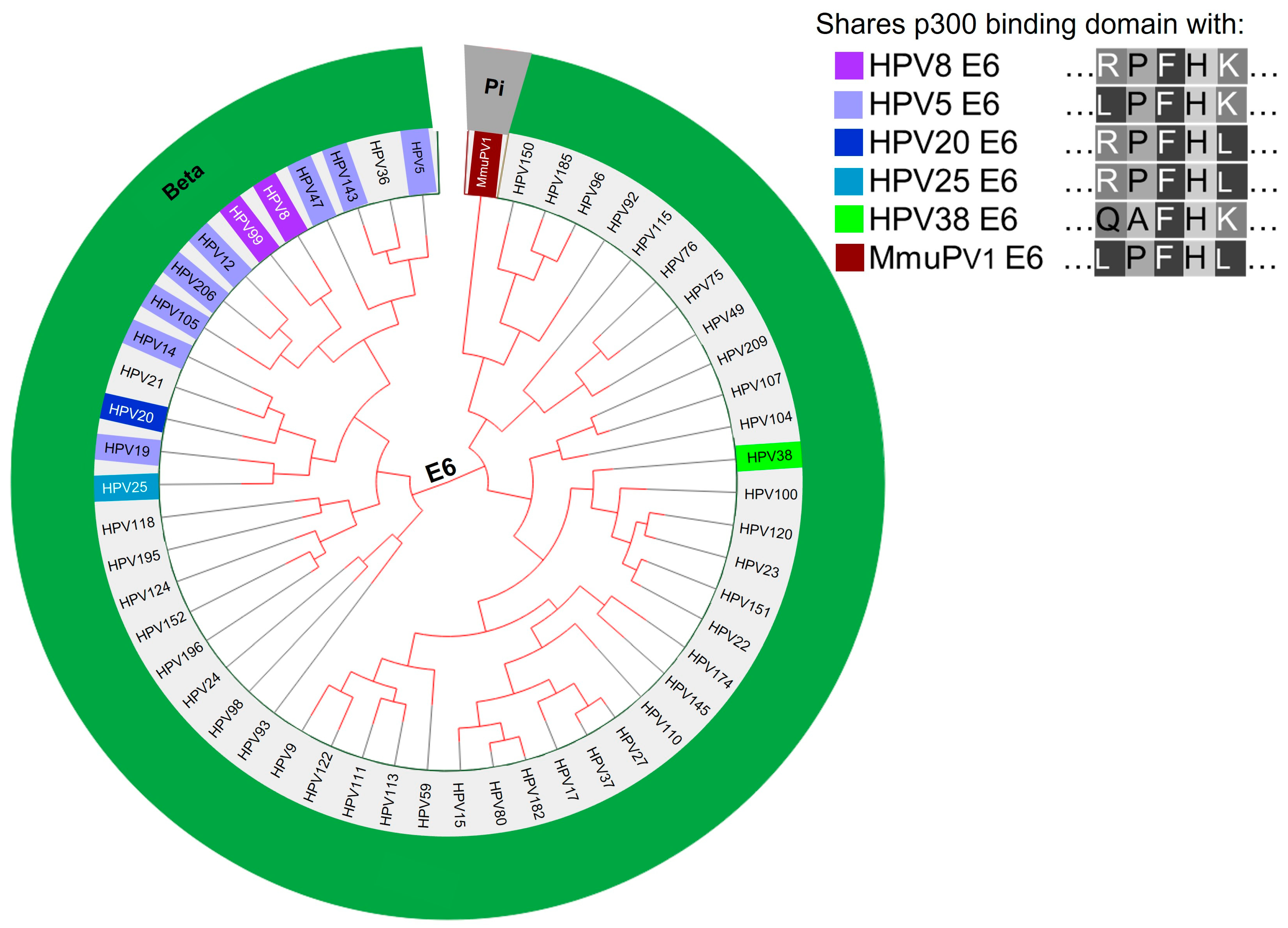 Viruses 13 01662 g002