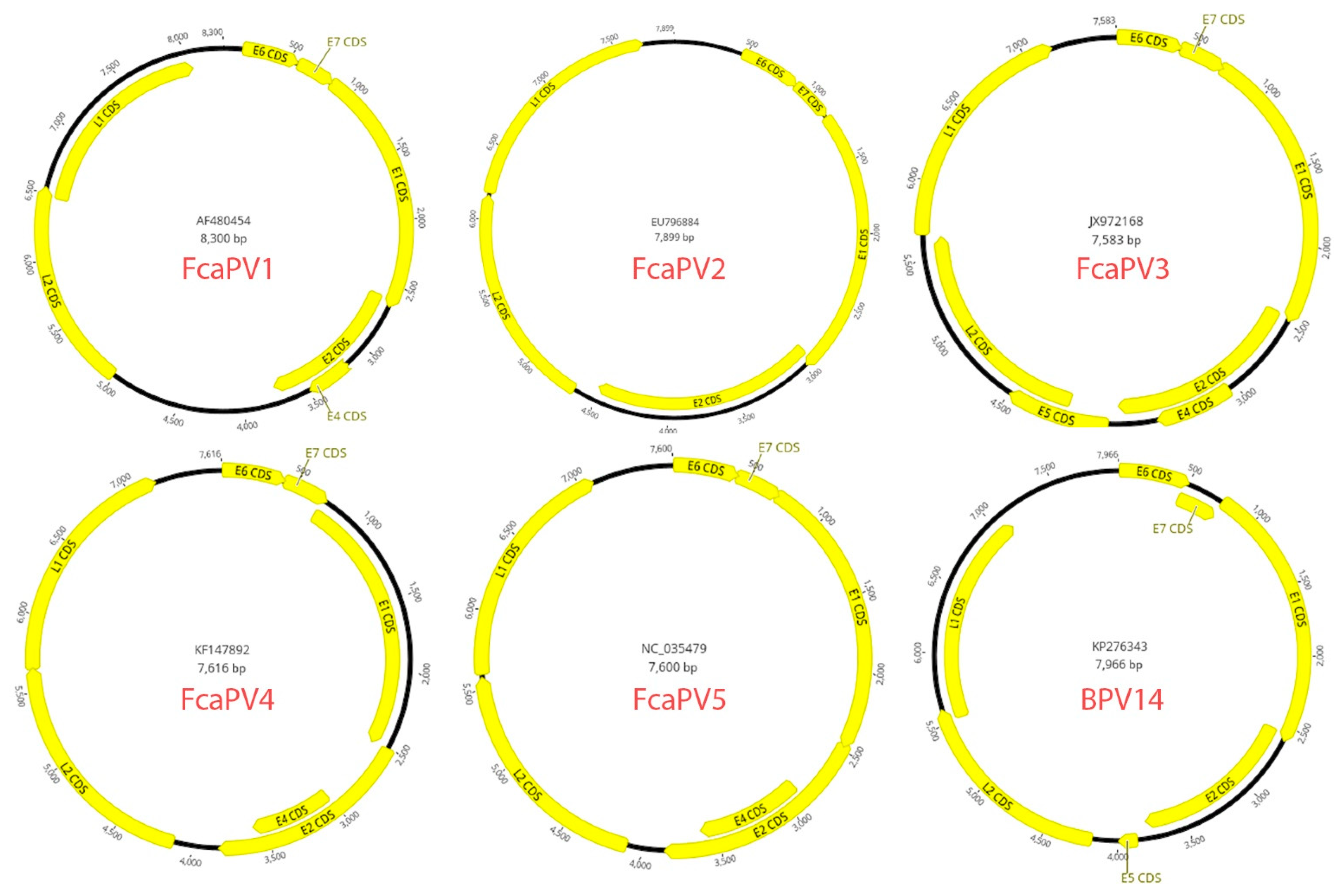 Viruses 13 01664 g001