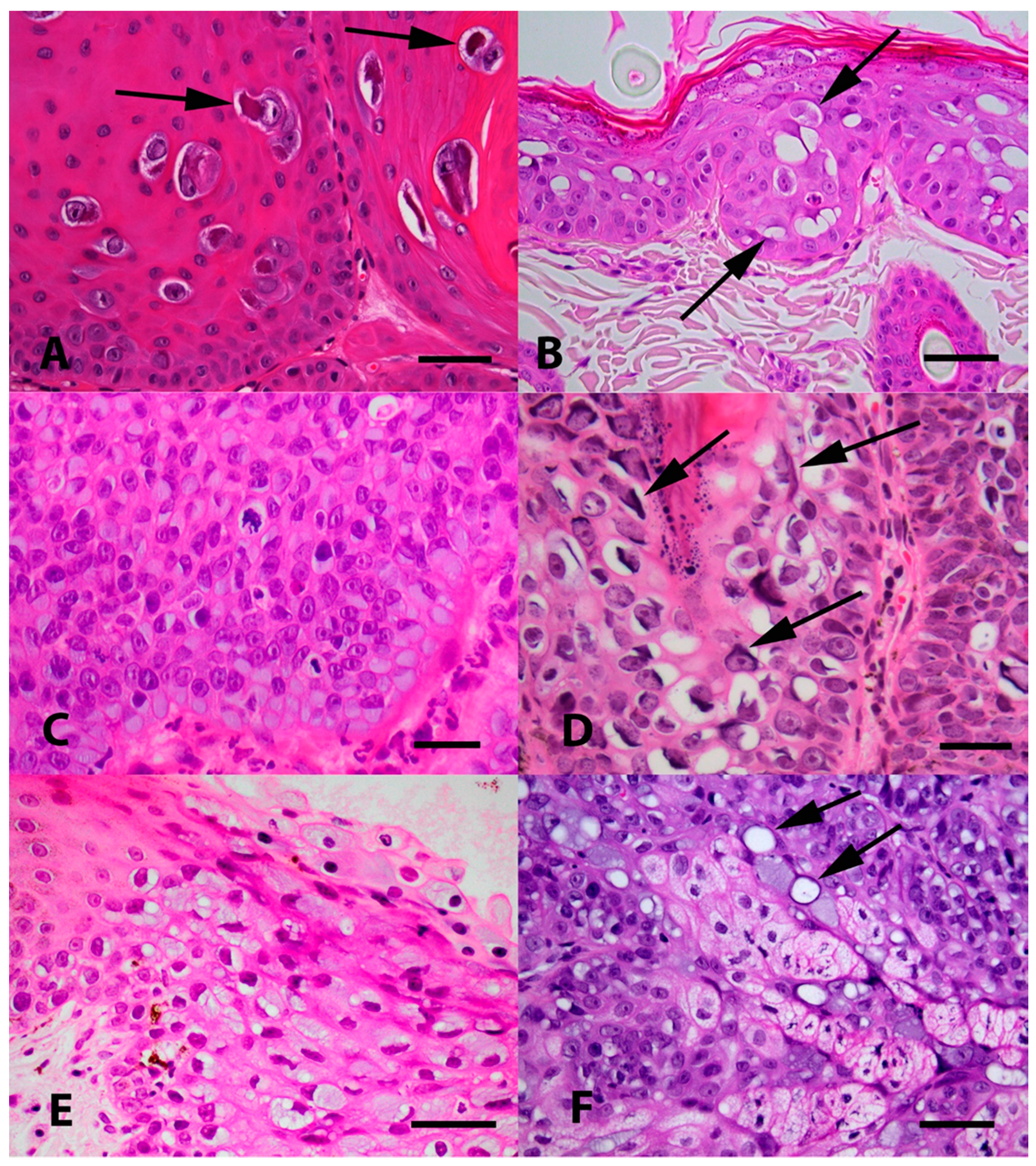 Viruses 13 01664 g002