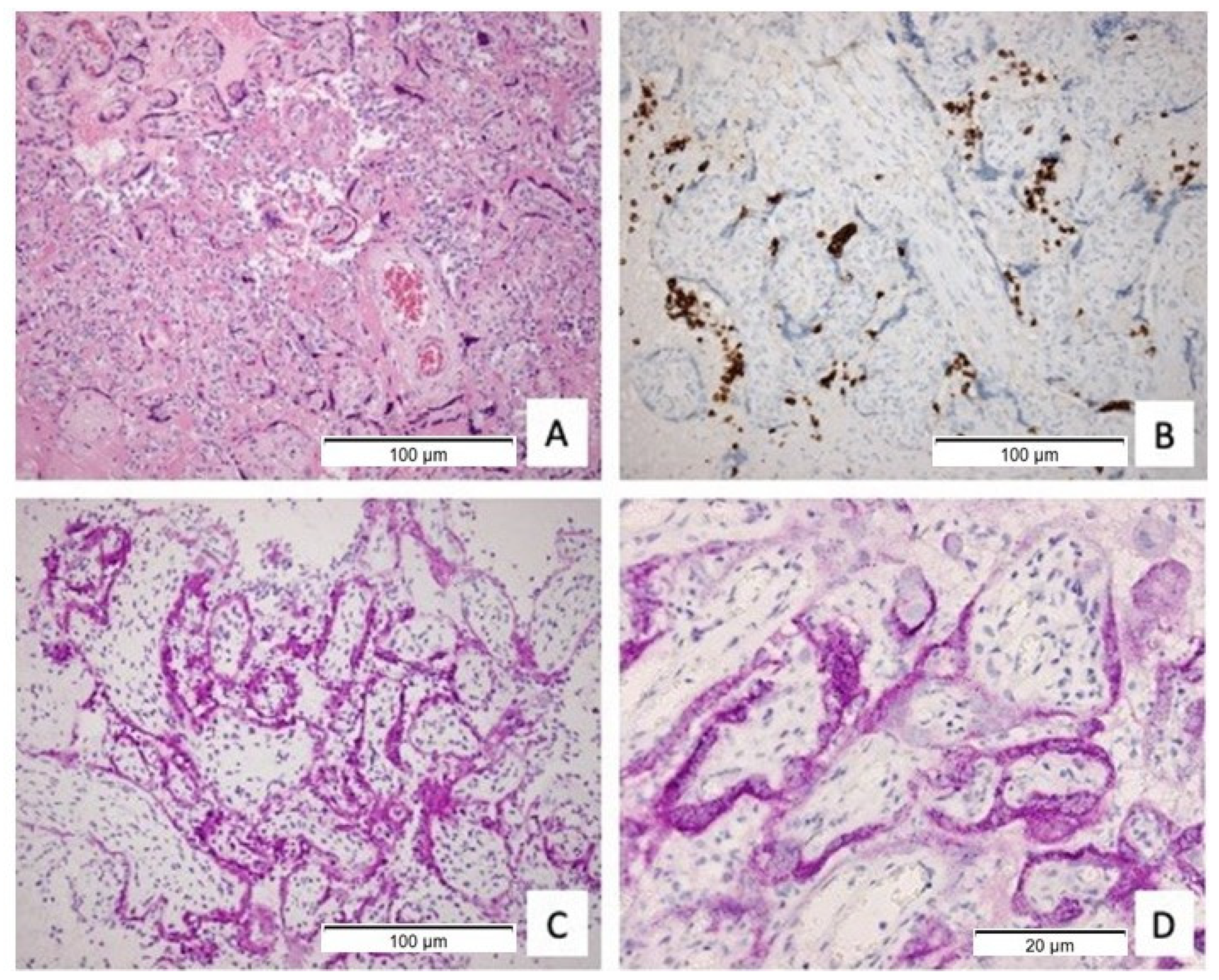 Viruses 13 01670 g001