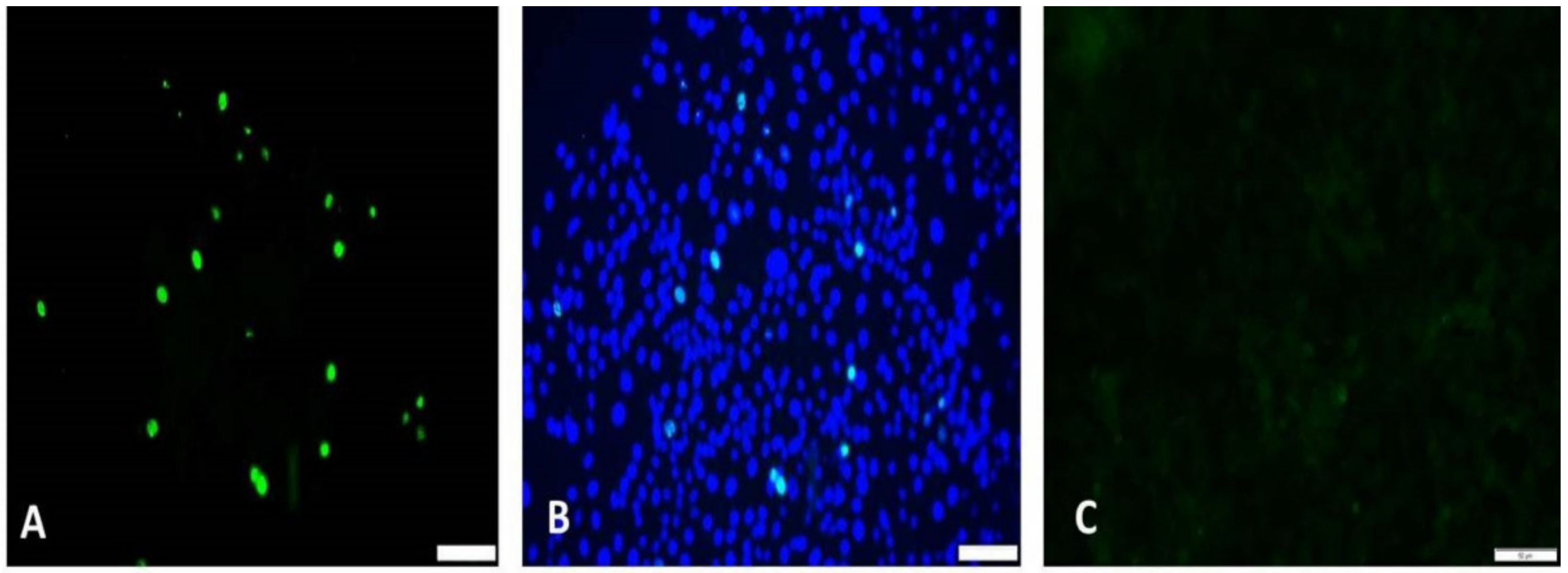 Viruses 13 01676 g002