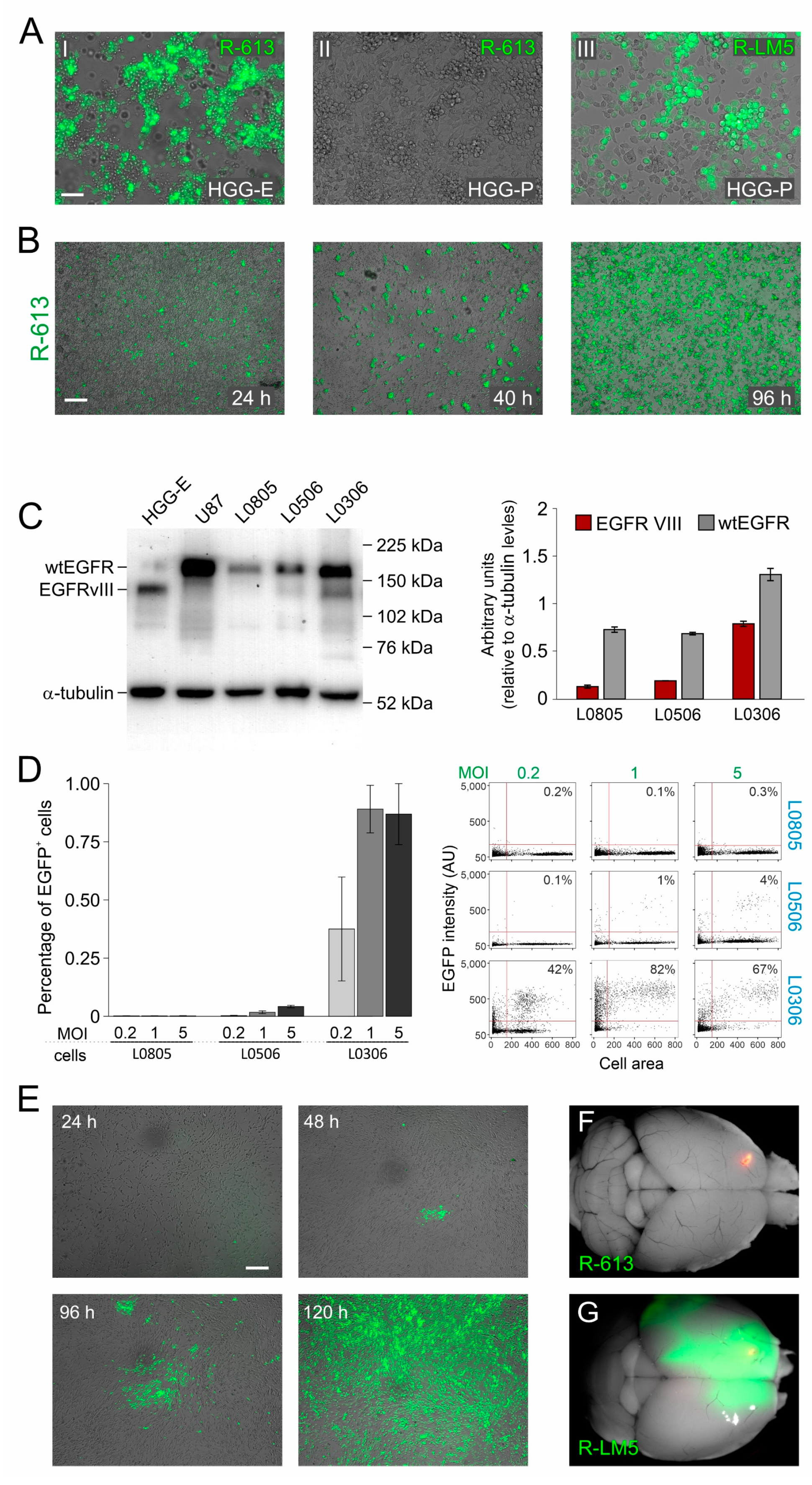 Viruses 13 01677 g001
