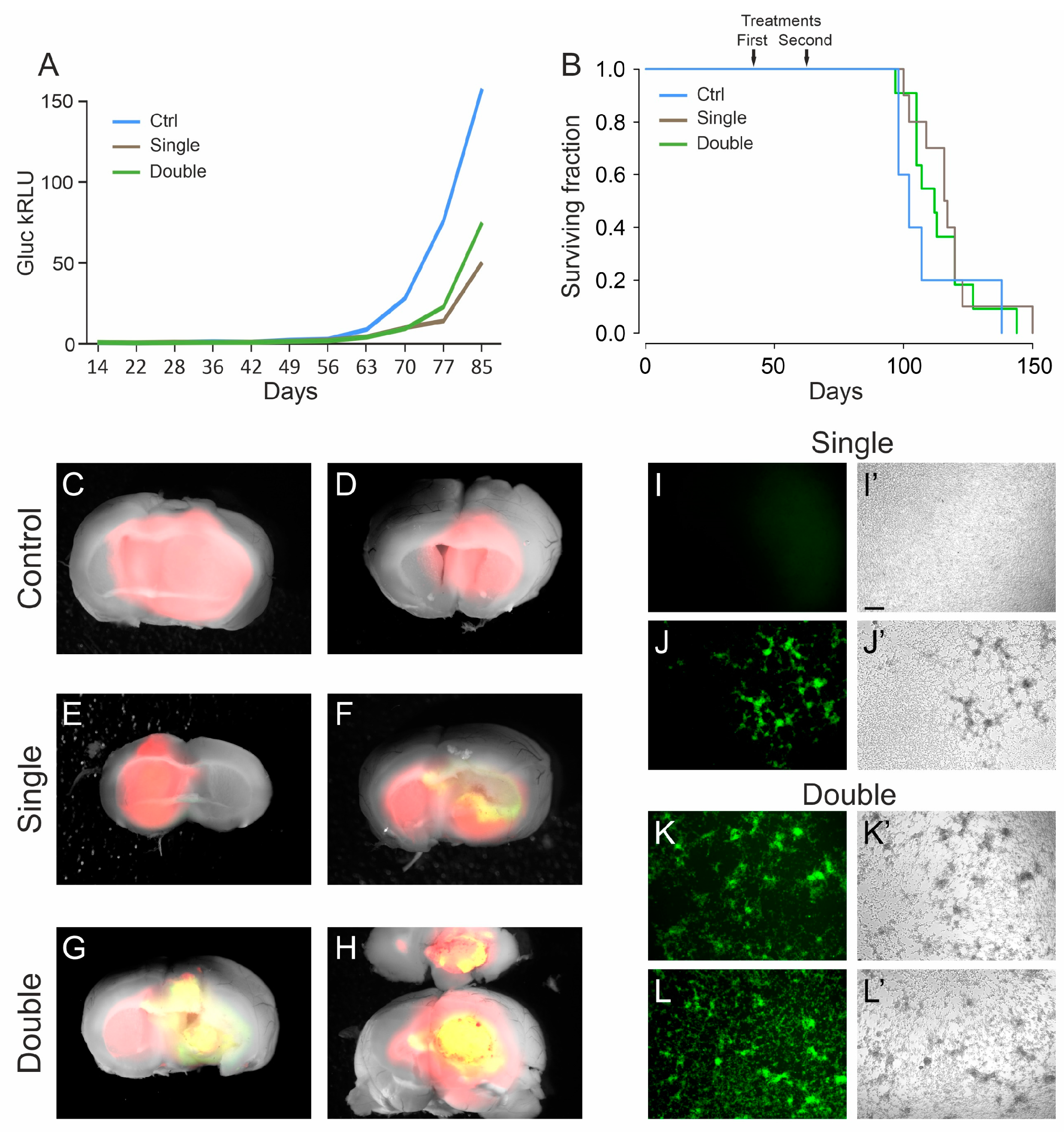 Viruses 13 01677 g003