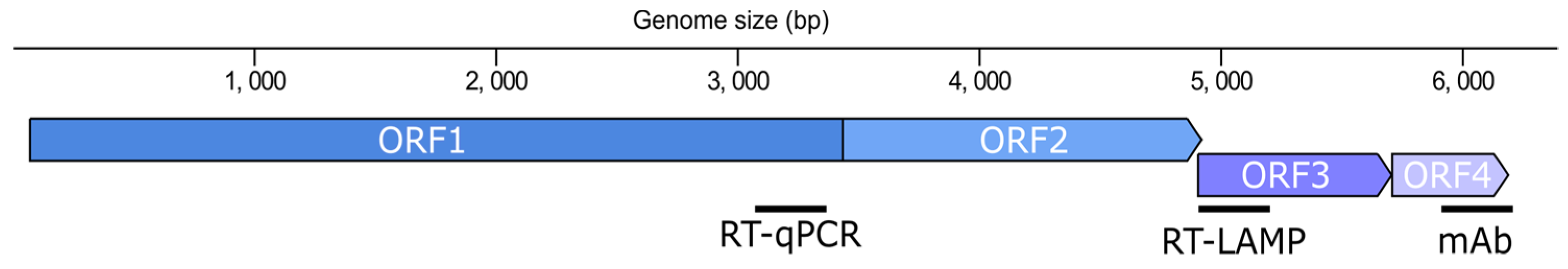 Viruses 13 01680 g001