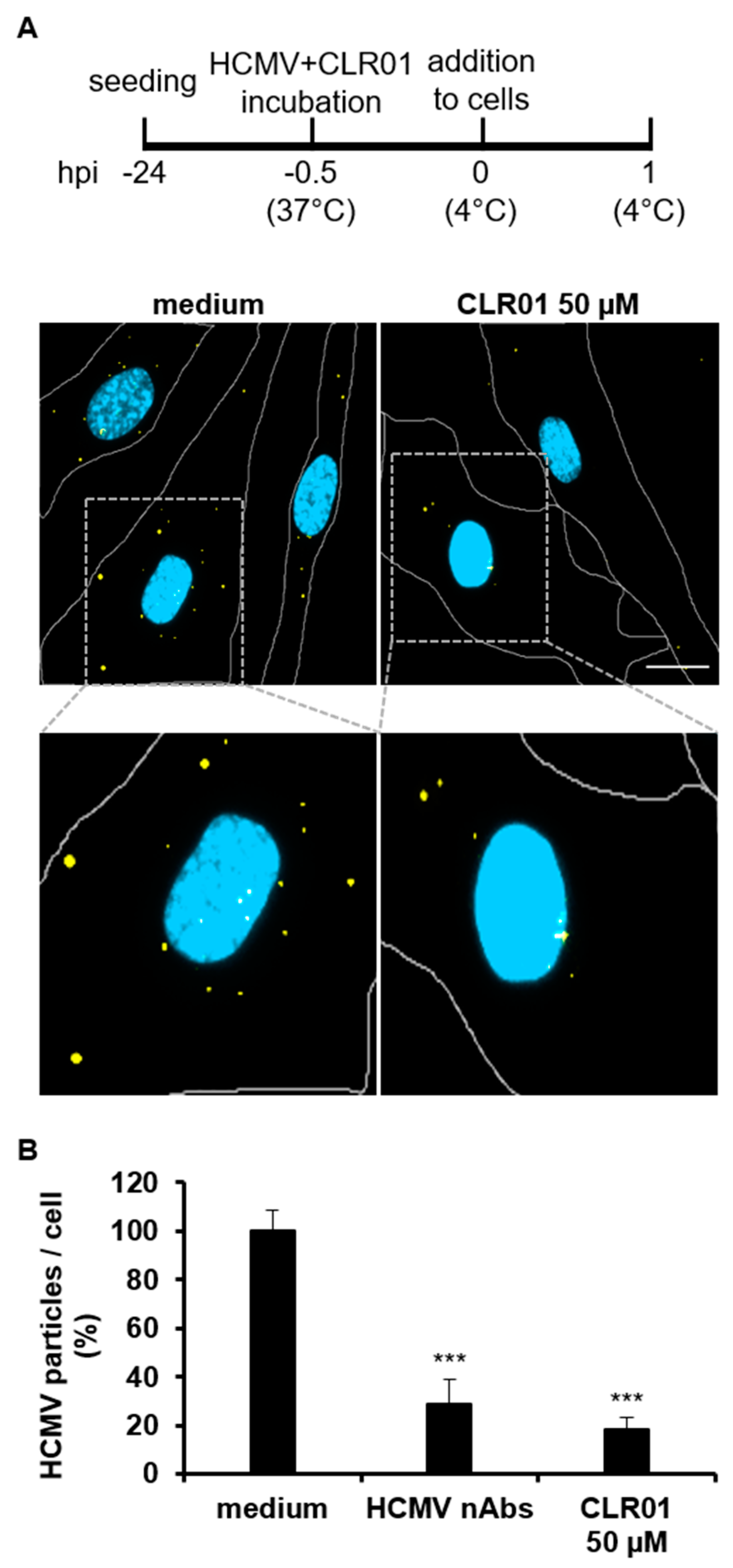 Viruses 13 01685 g002
