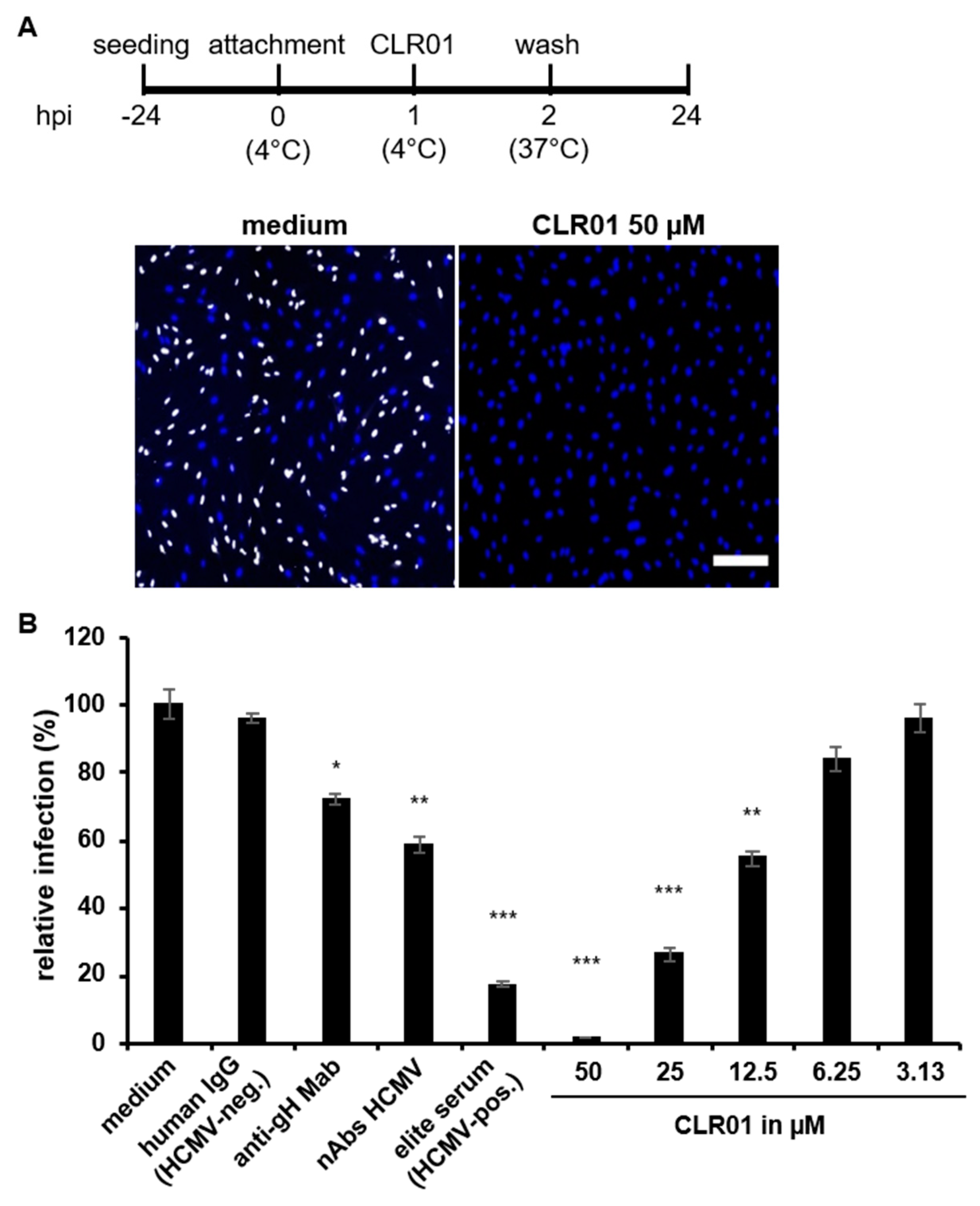 Viruses 13 01685 g003