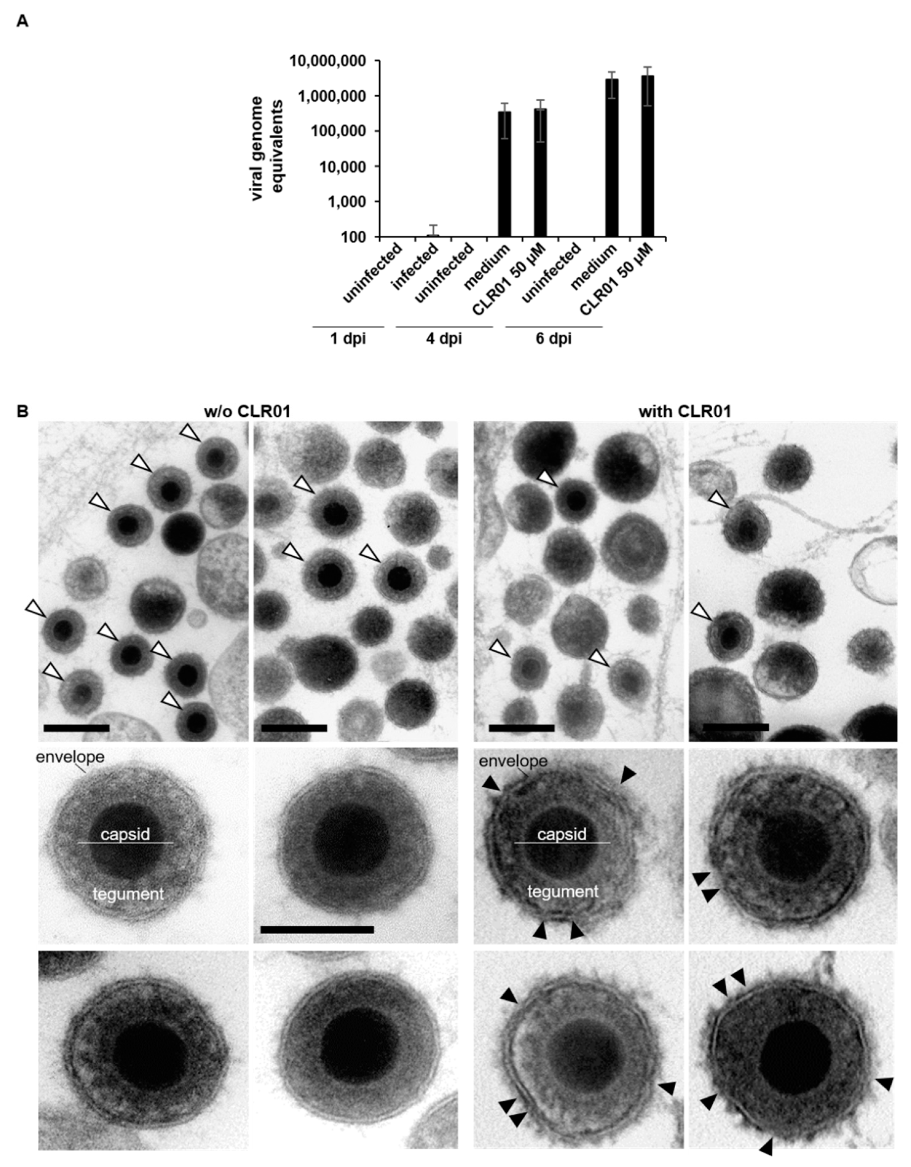 Viruses 13 01685 g006