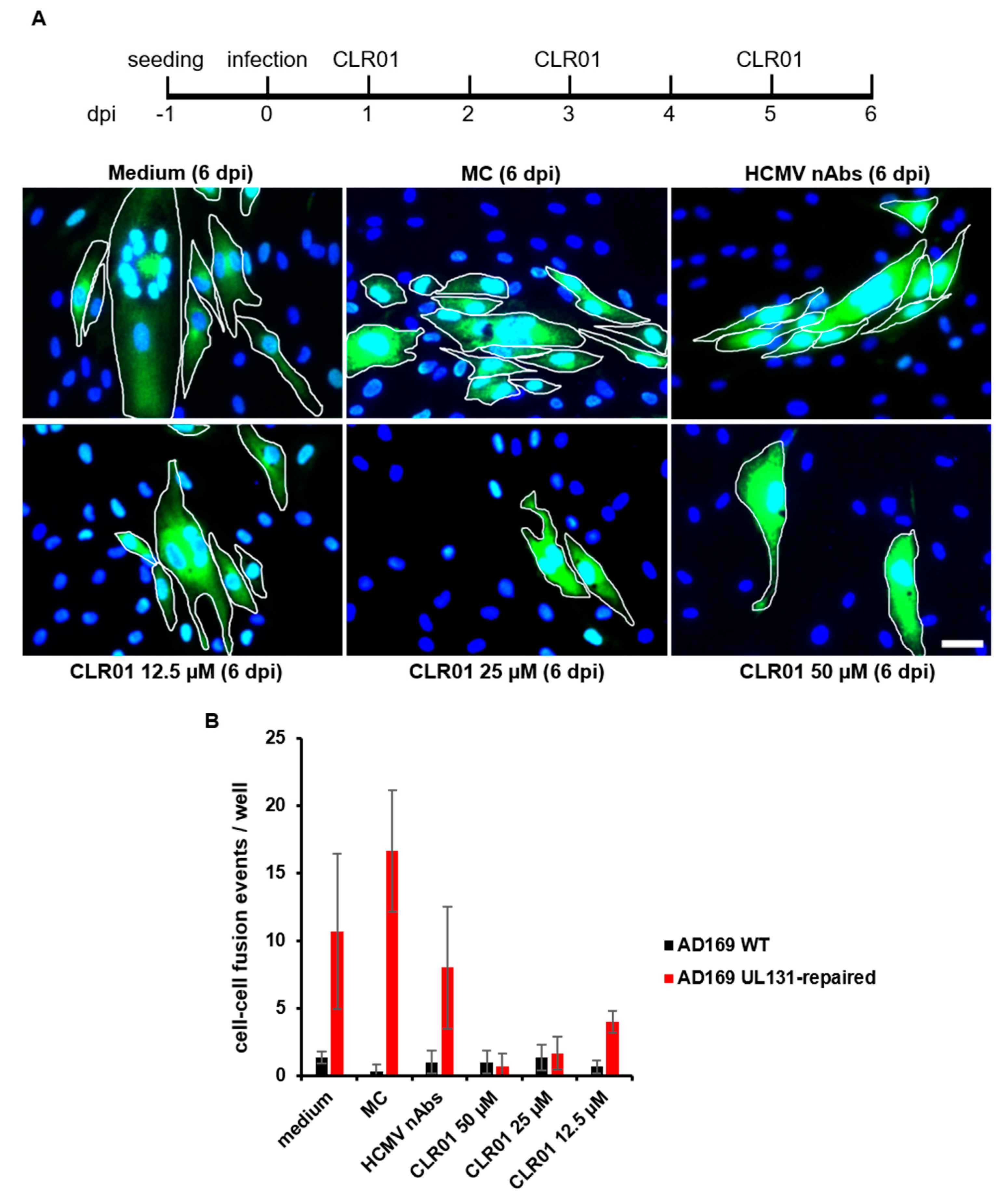 Viruses 13 01685 g007
