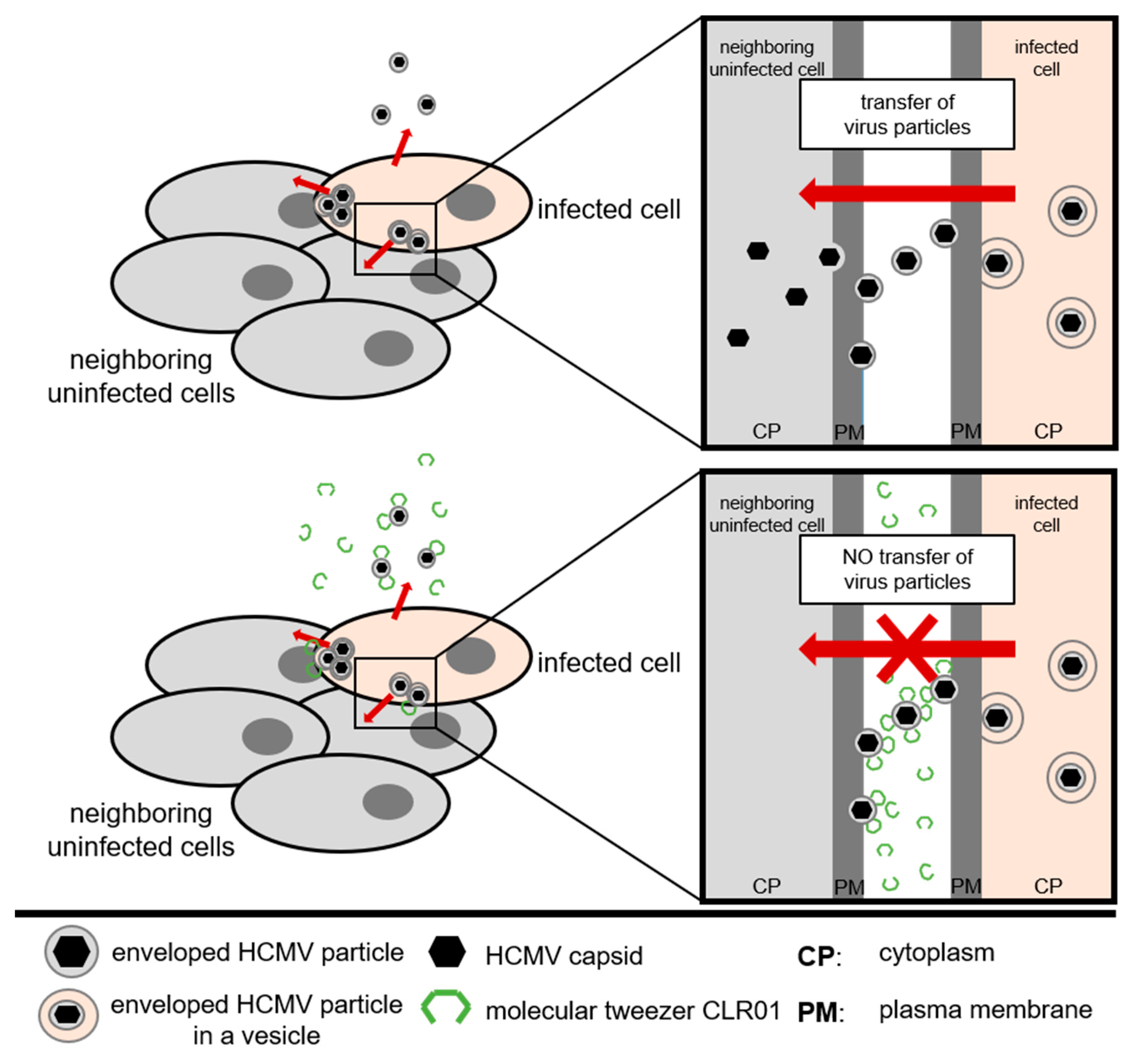 Viruses 13 01685 g009