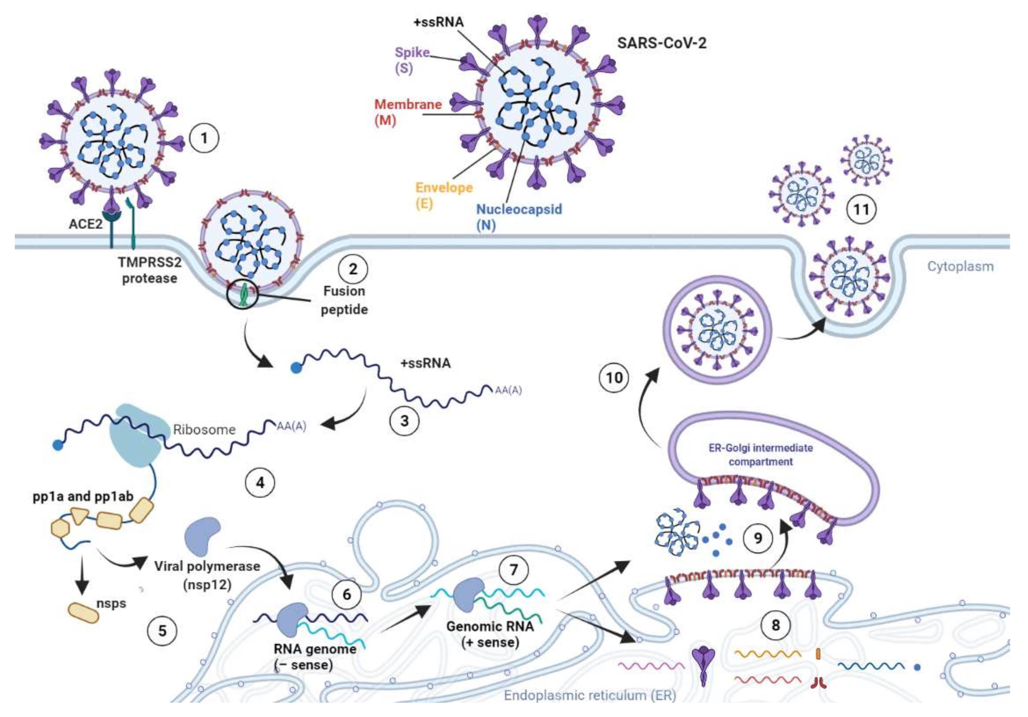 Viruses 13 01687 g002