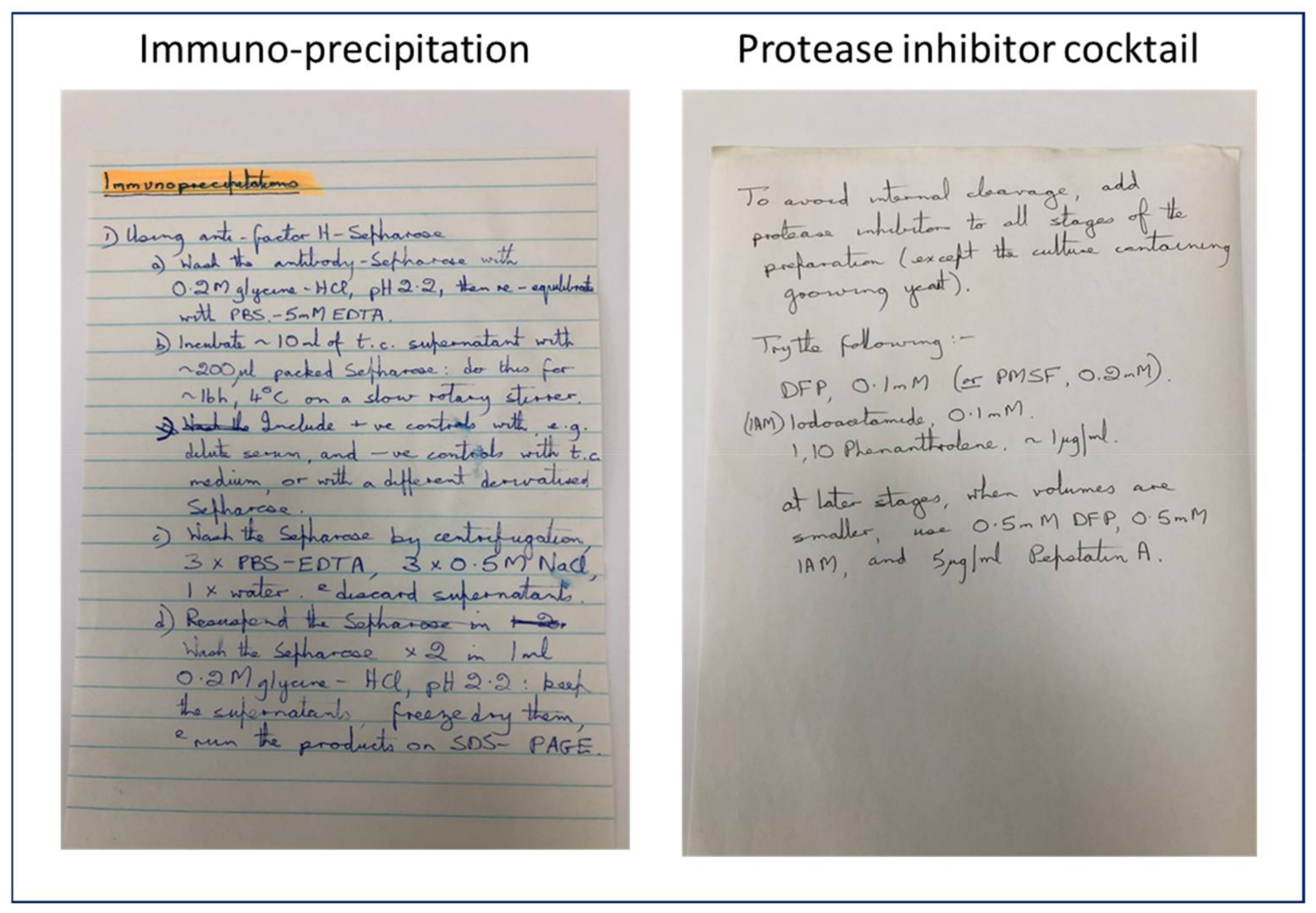 Viruses 13 01696 g003