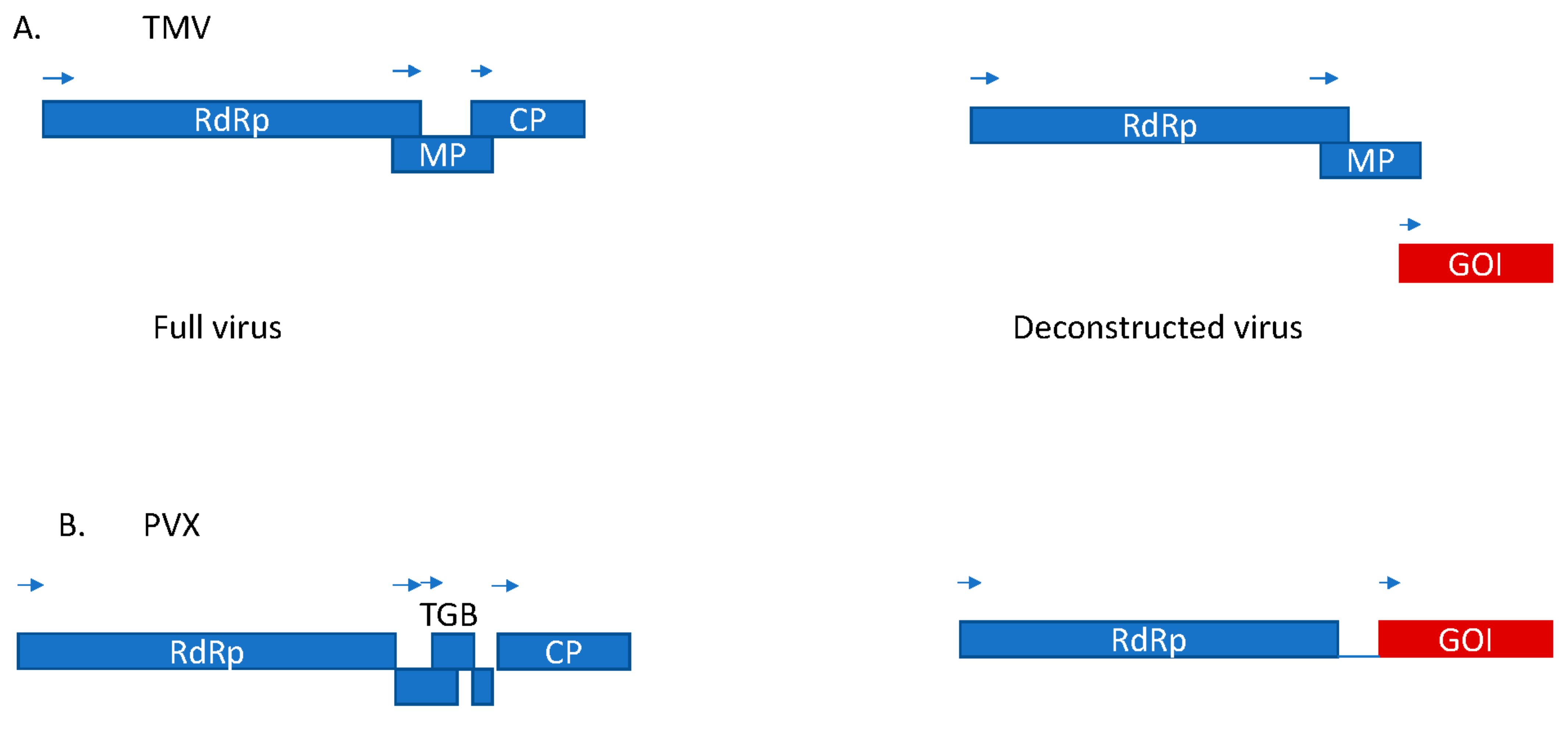 Viruses 13 01697 g001