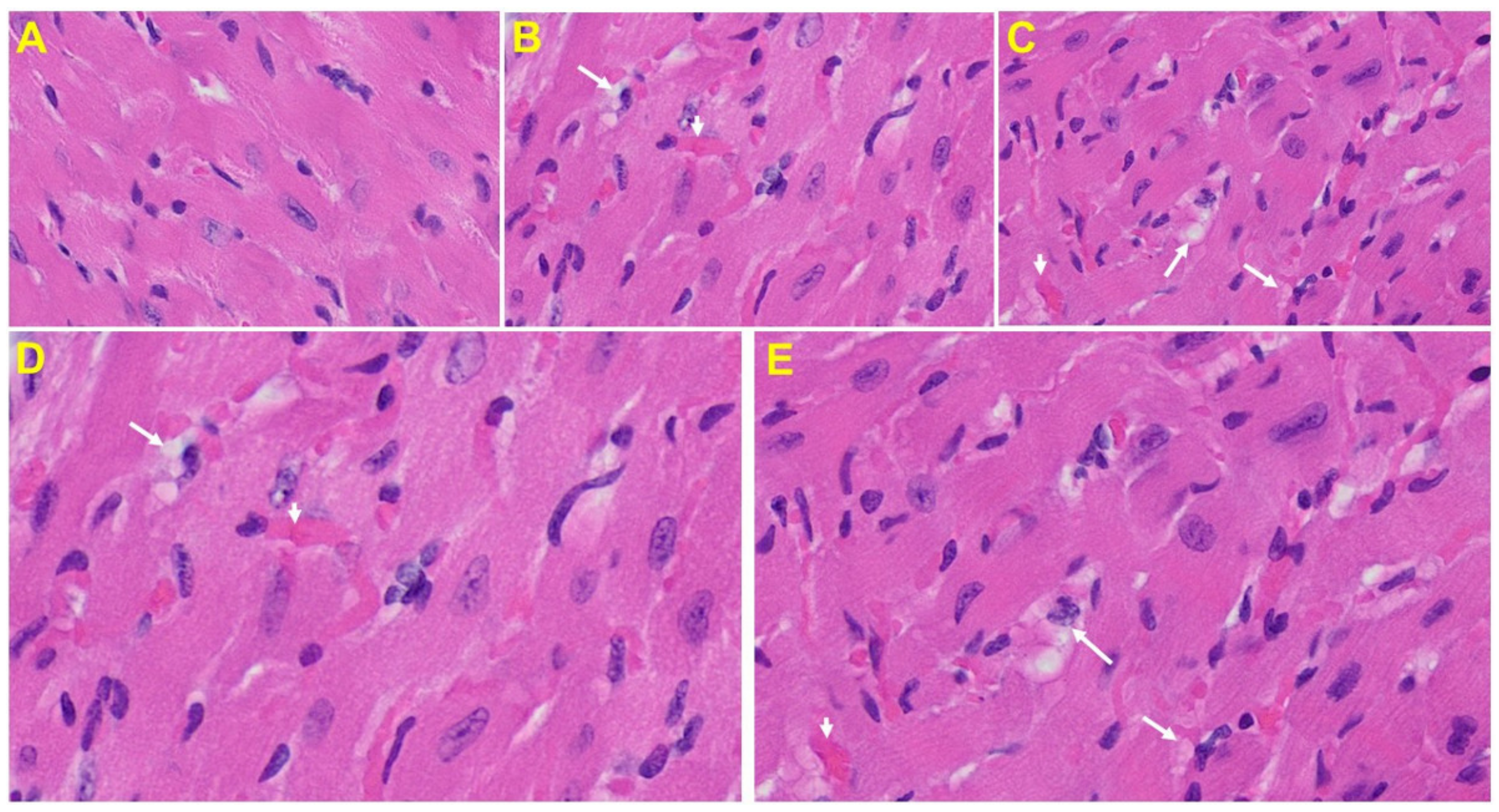 Viruses 13 01703 g008