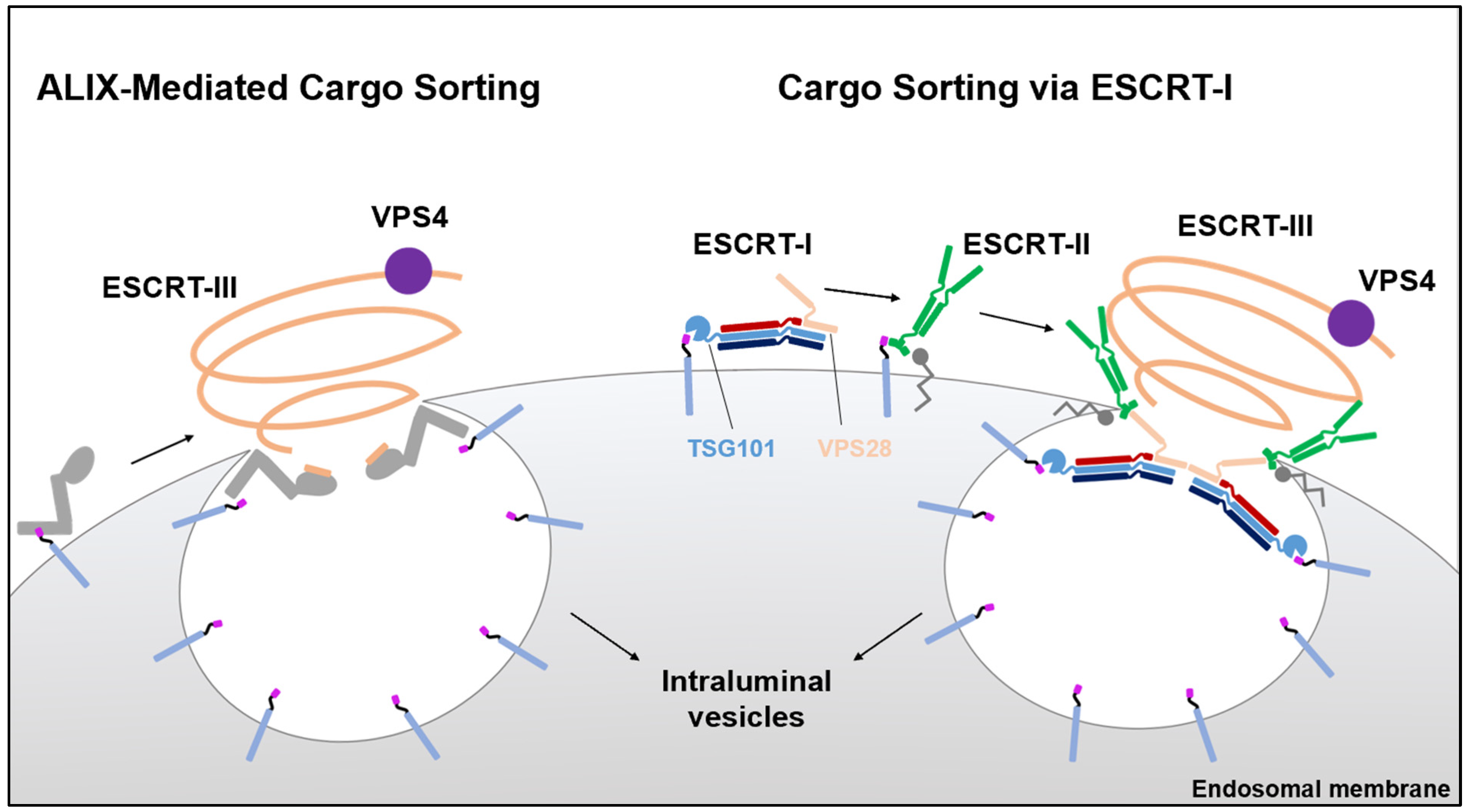 Viruses 13 01705 g001