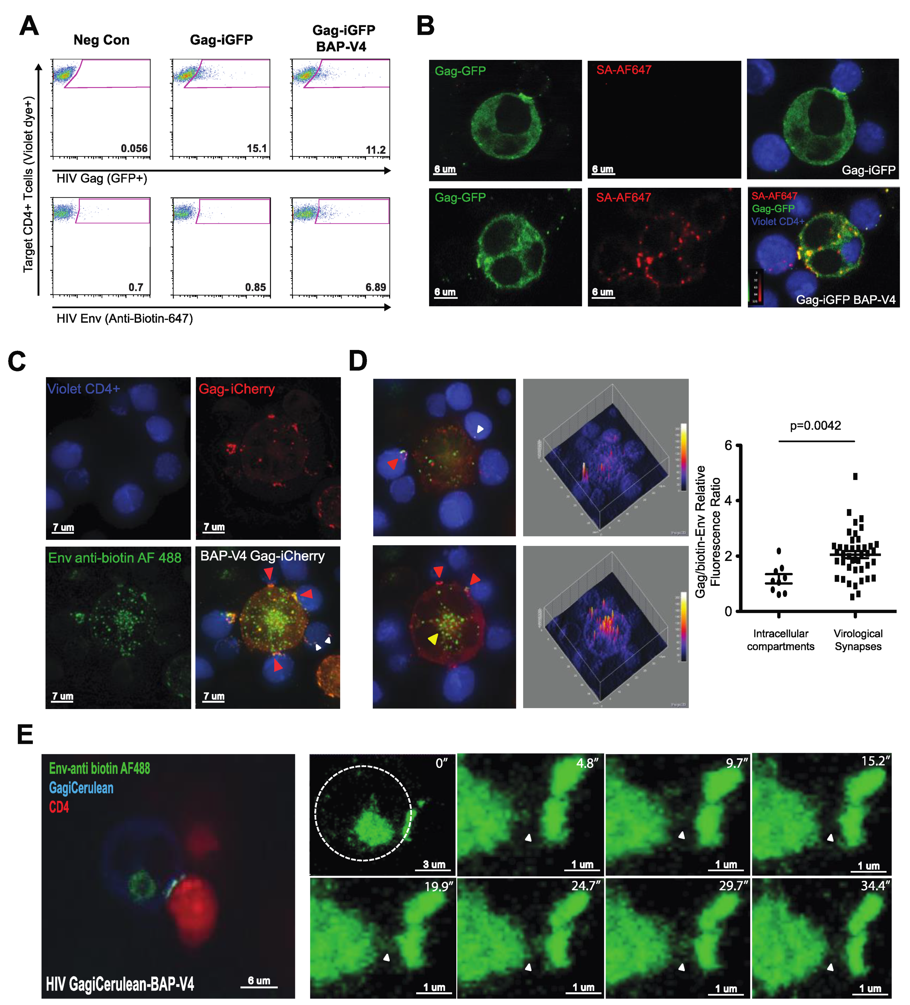 Viruses 13 01729 g003
