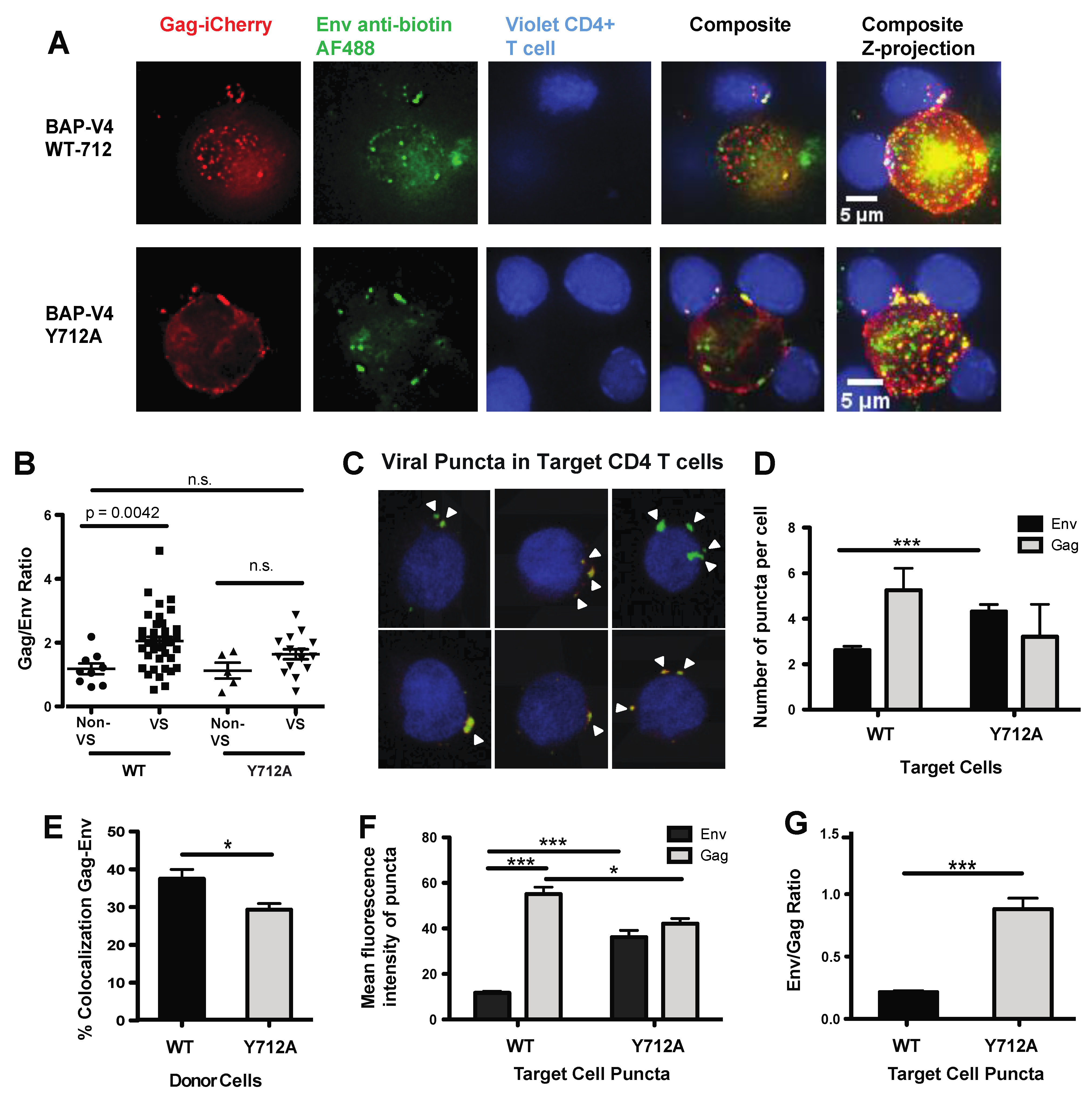 Viruses 13 01729 g005