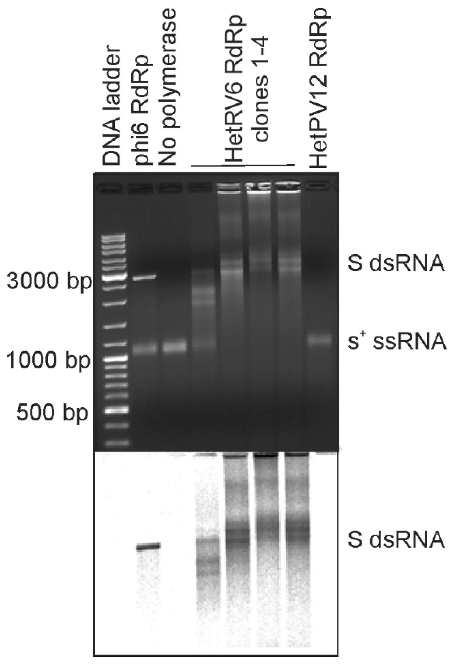 Viruses 13 01738 g001