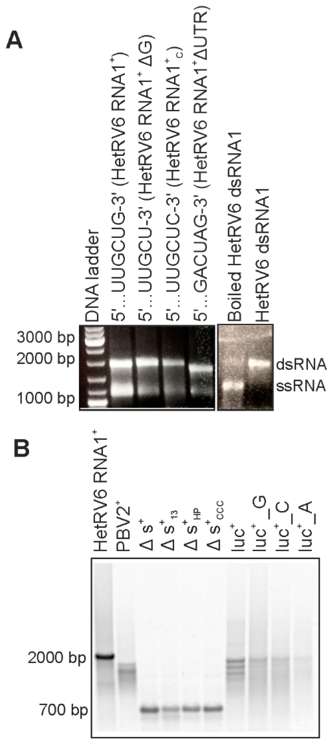 Viruses 13 01738 g002