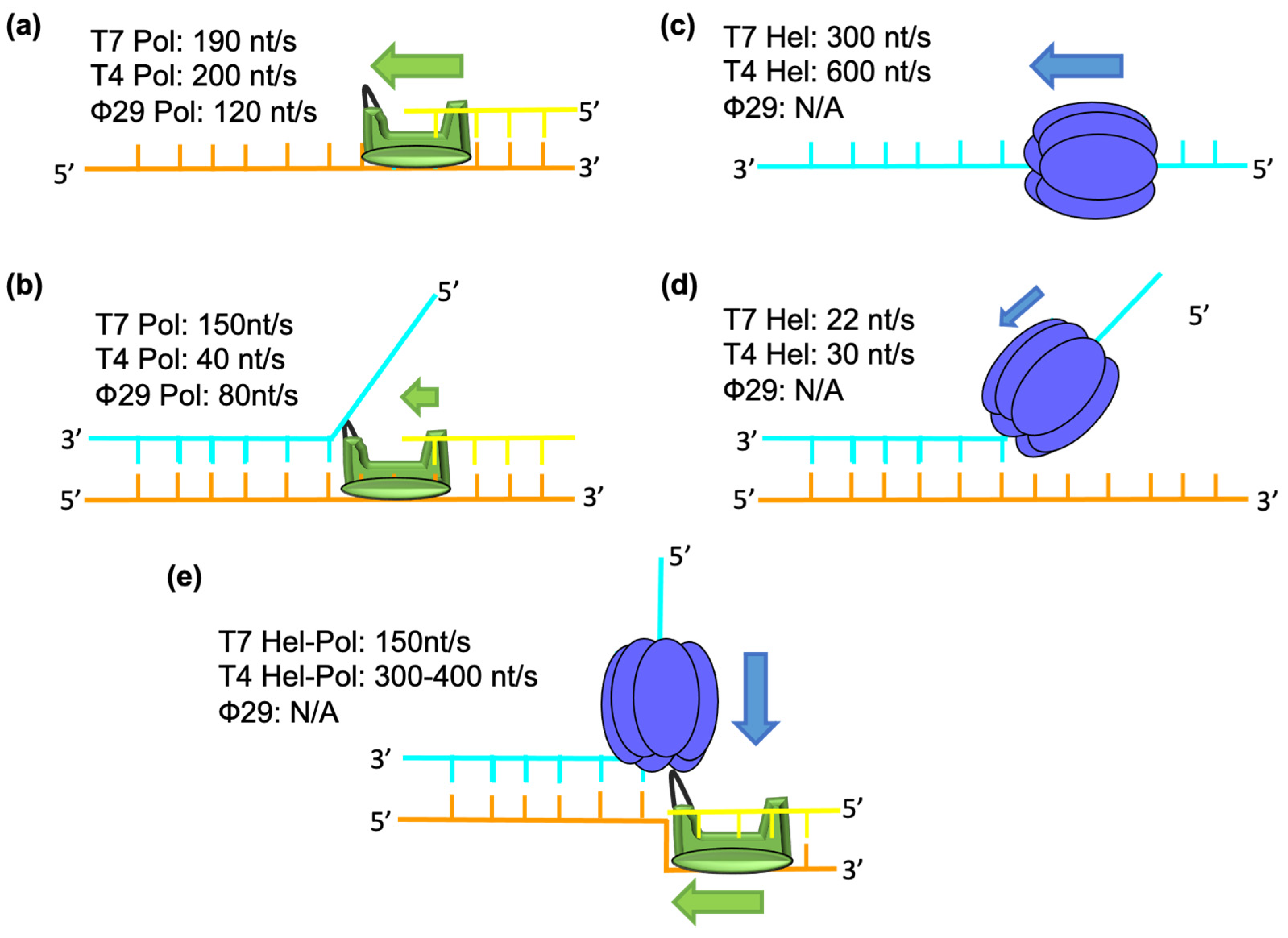 Viruses 13 01739 g001