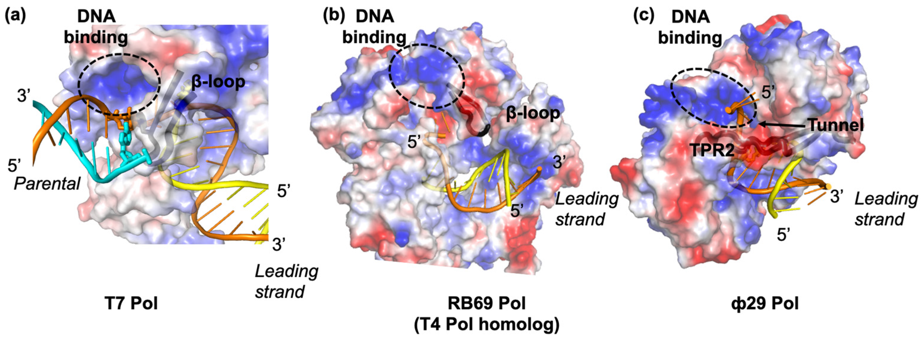 Viruses 13 01739 g003