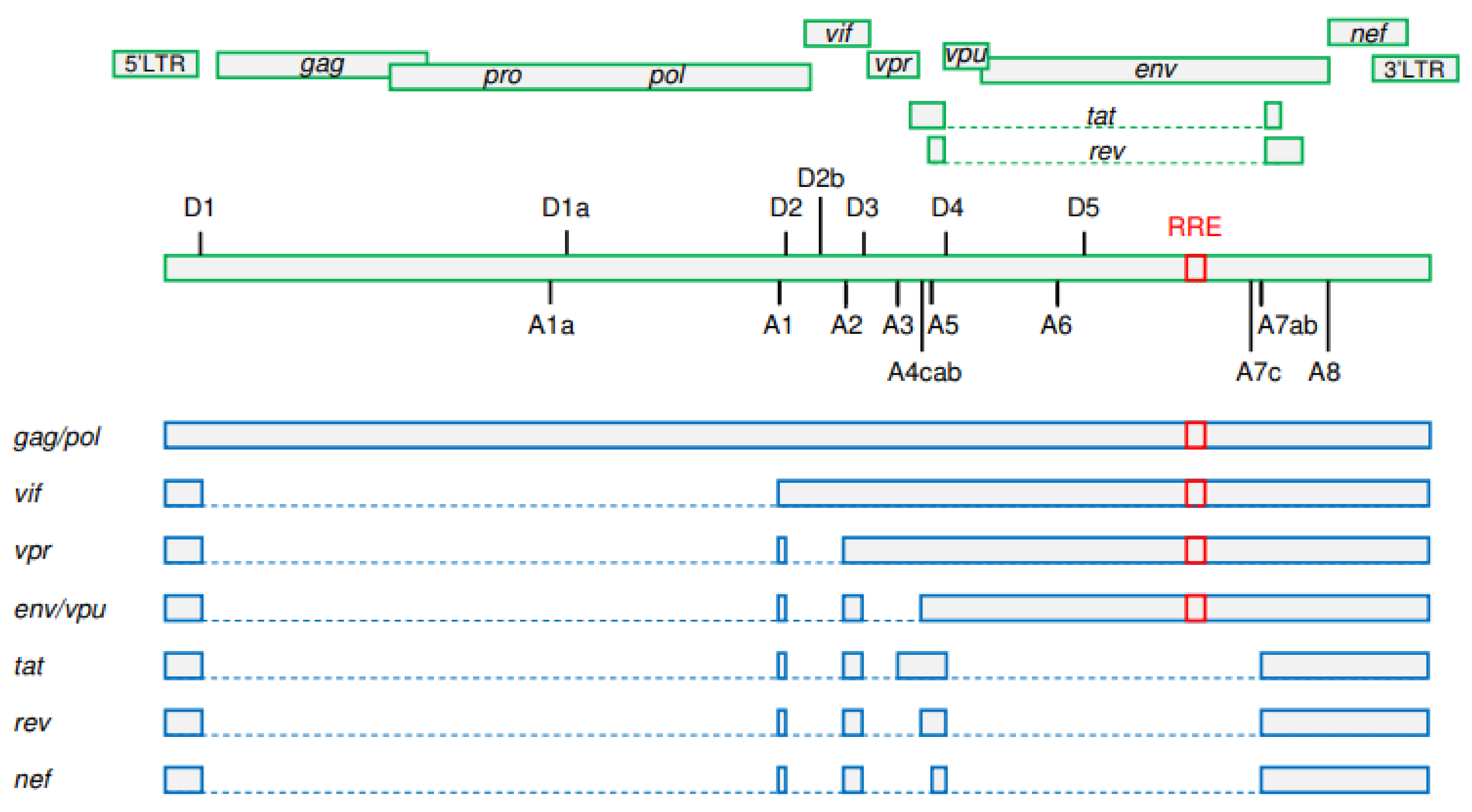 Viruses 13 01751 g001