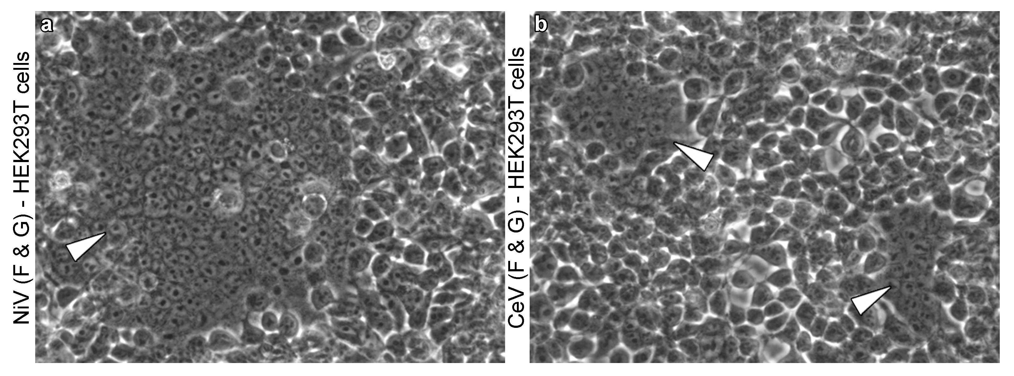 Viruses 13 01755 g002