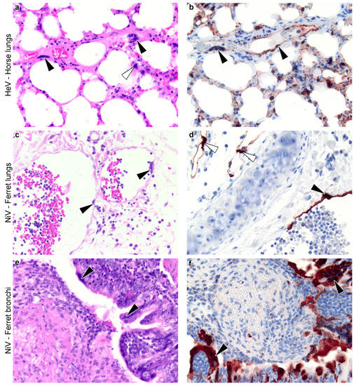 Viruses 13 01755 g003