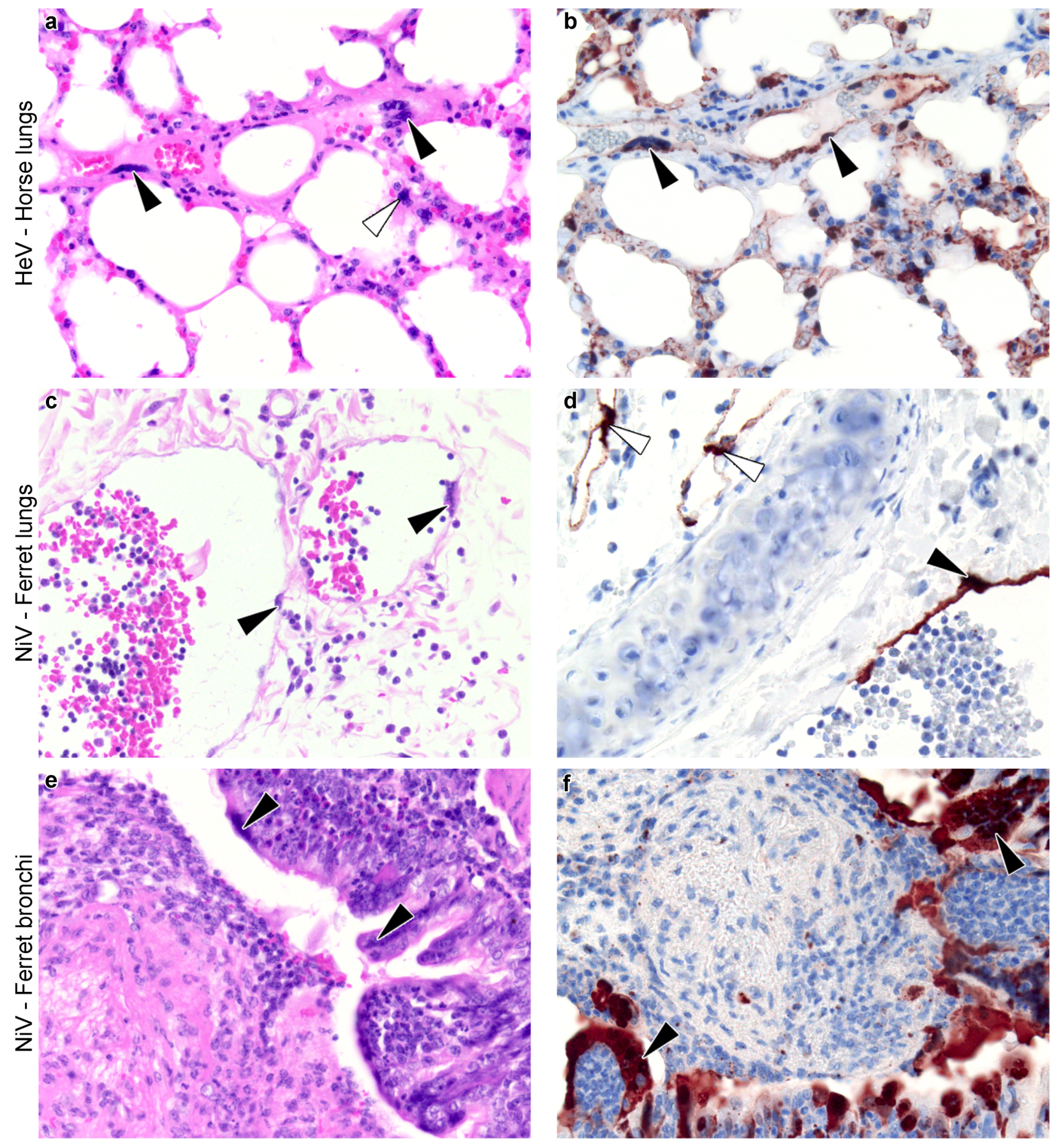 Viruses 13 01755 g003