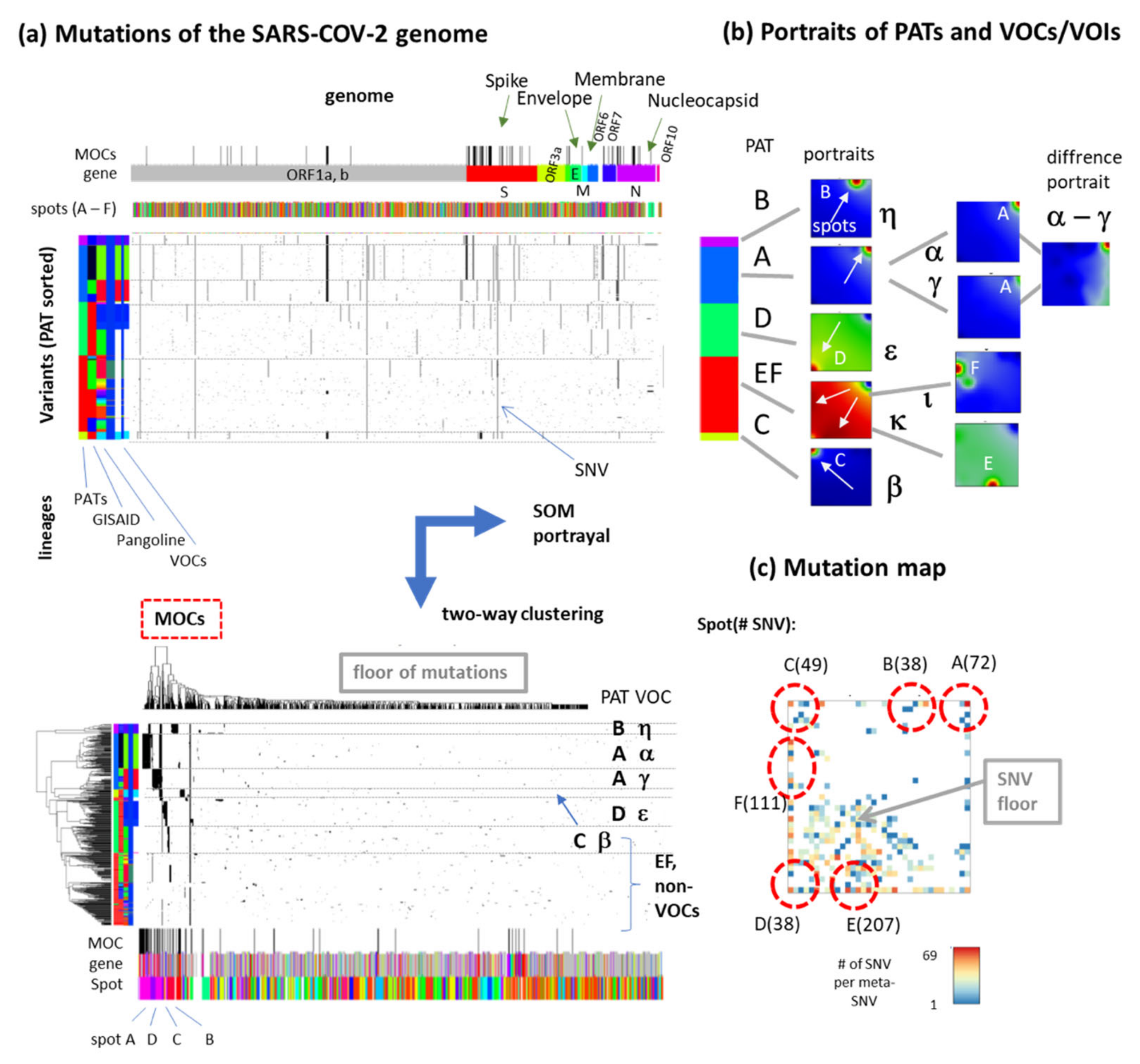 Viruses 13 01764 g005
