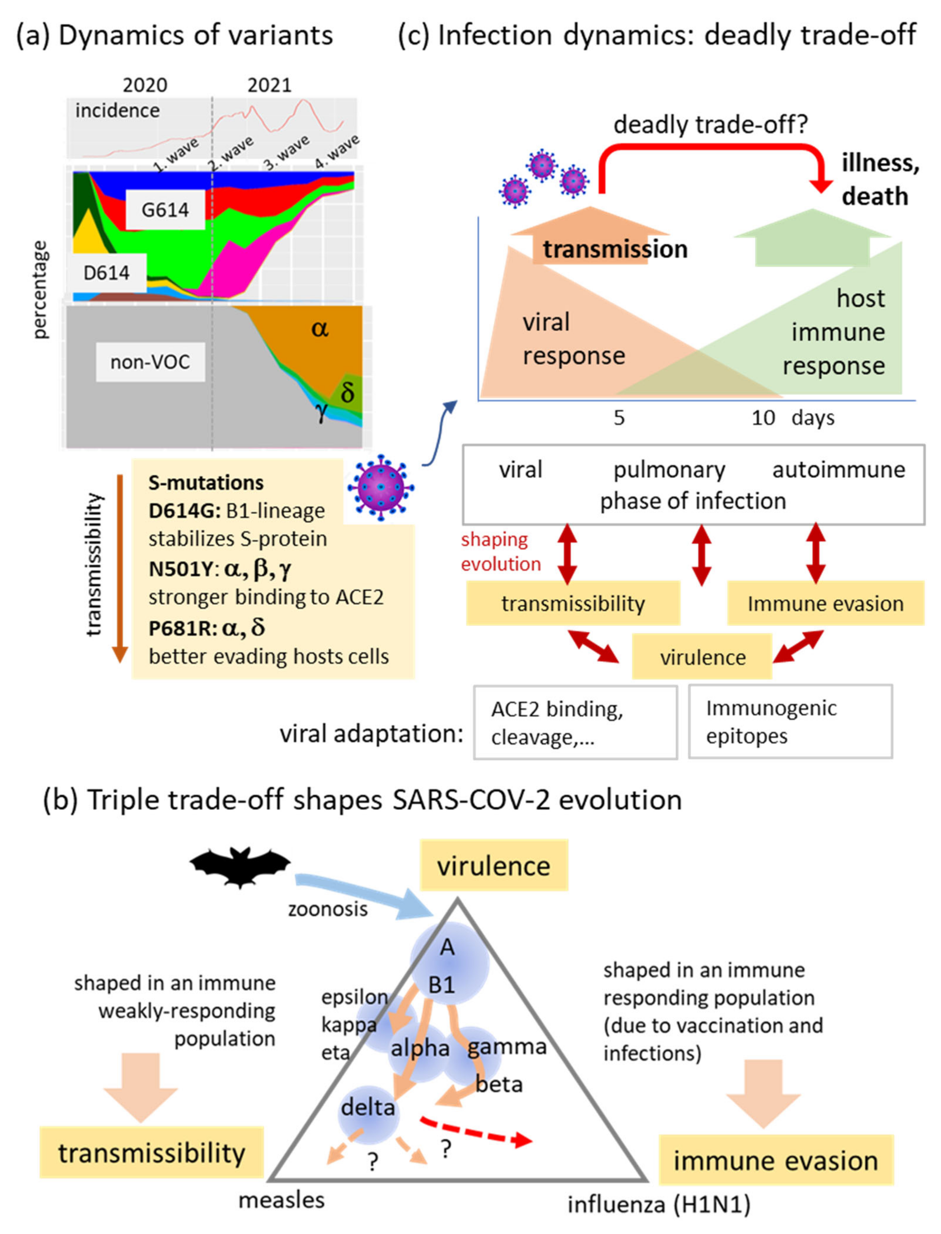 Viruses 13 01764 g011