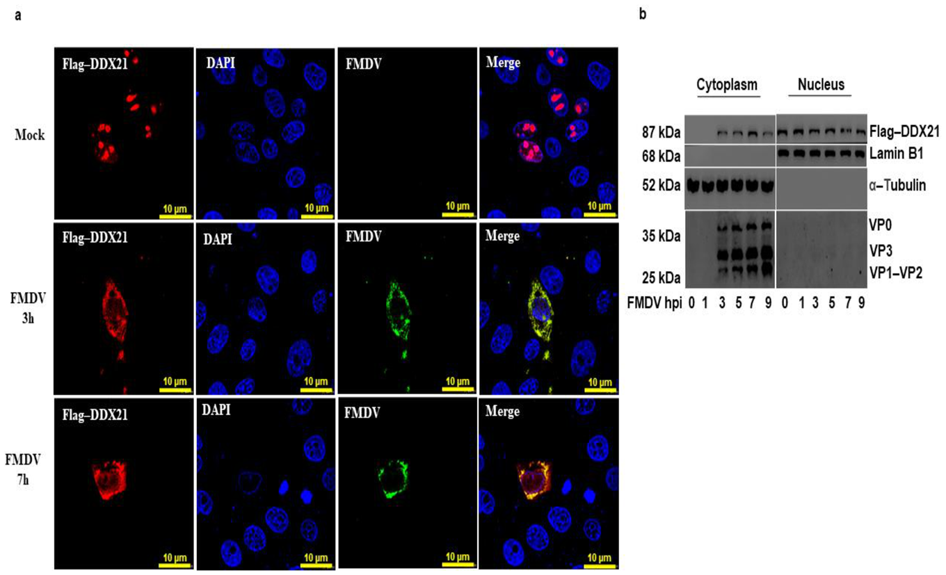 Viruses 13 01765 g005