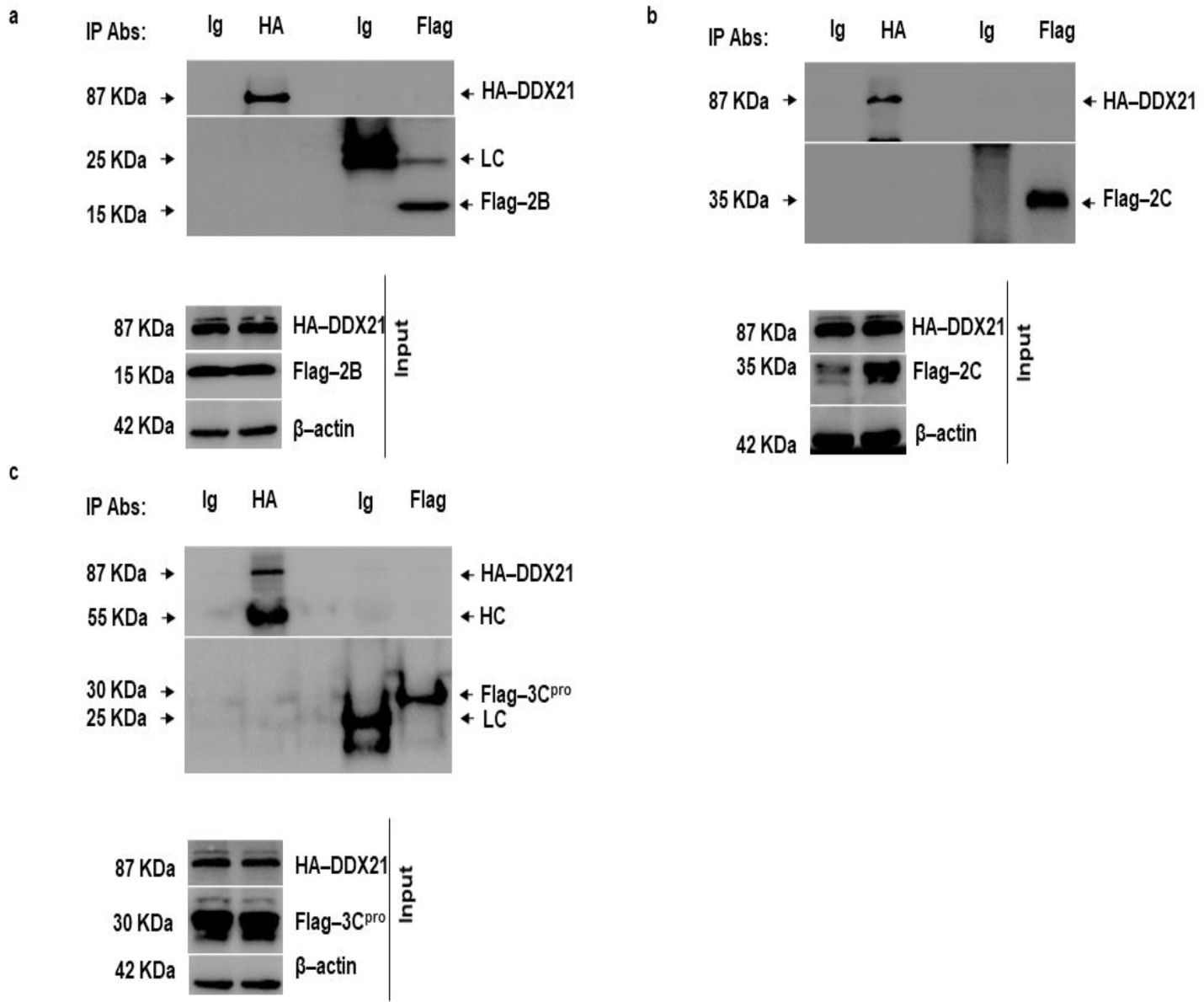 Viruses 13 01765 g008