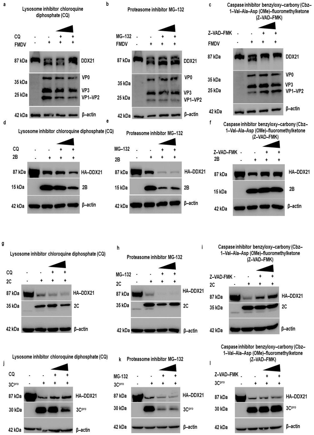 Viruses 13 01765 g009