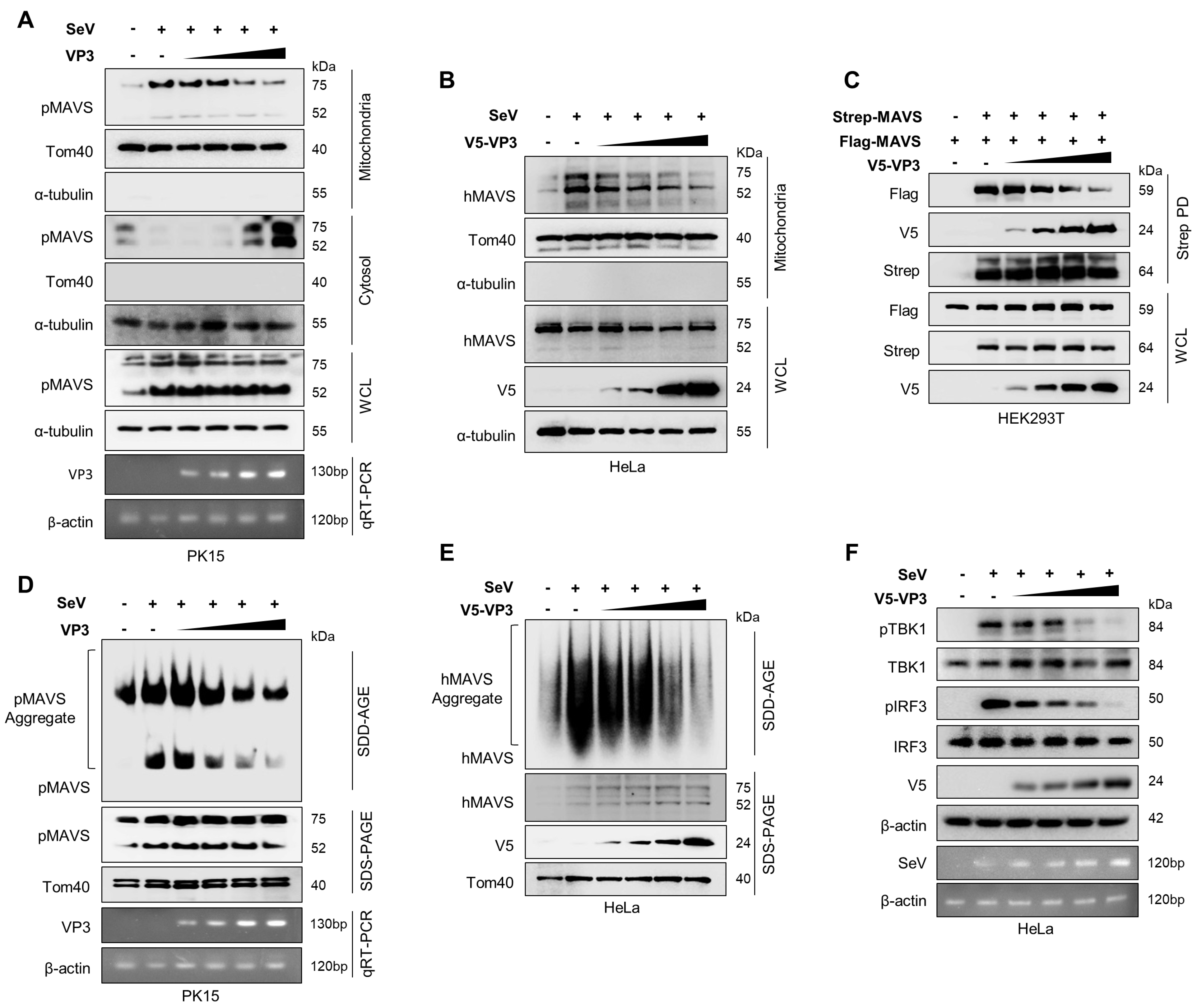 Viruses 13 01776 g004