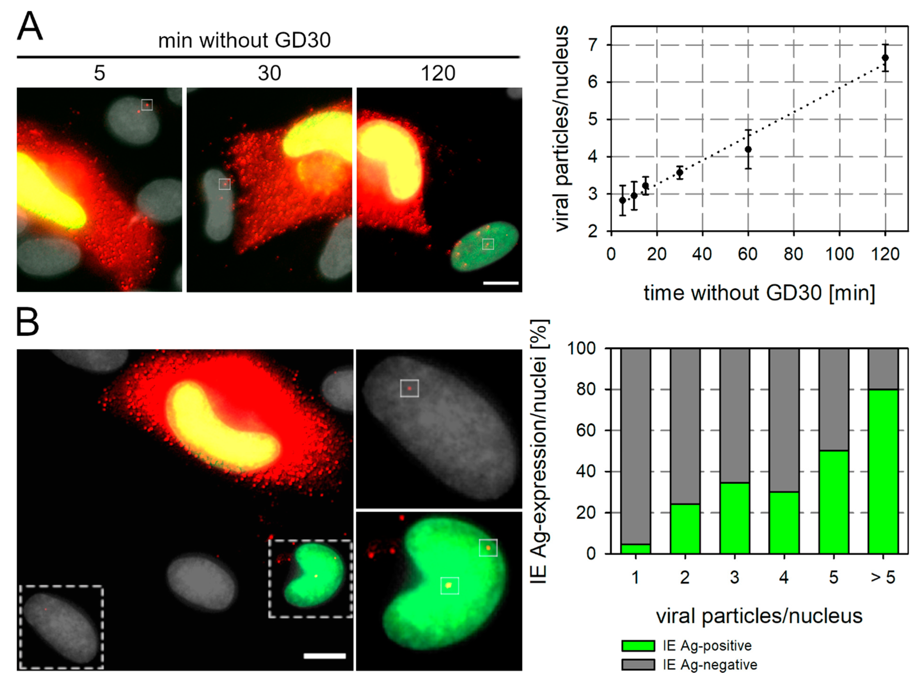 Viruses 13 01780 g006